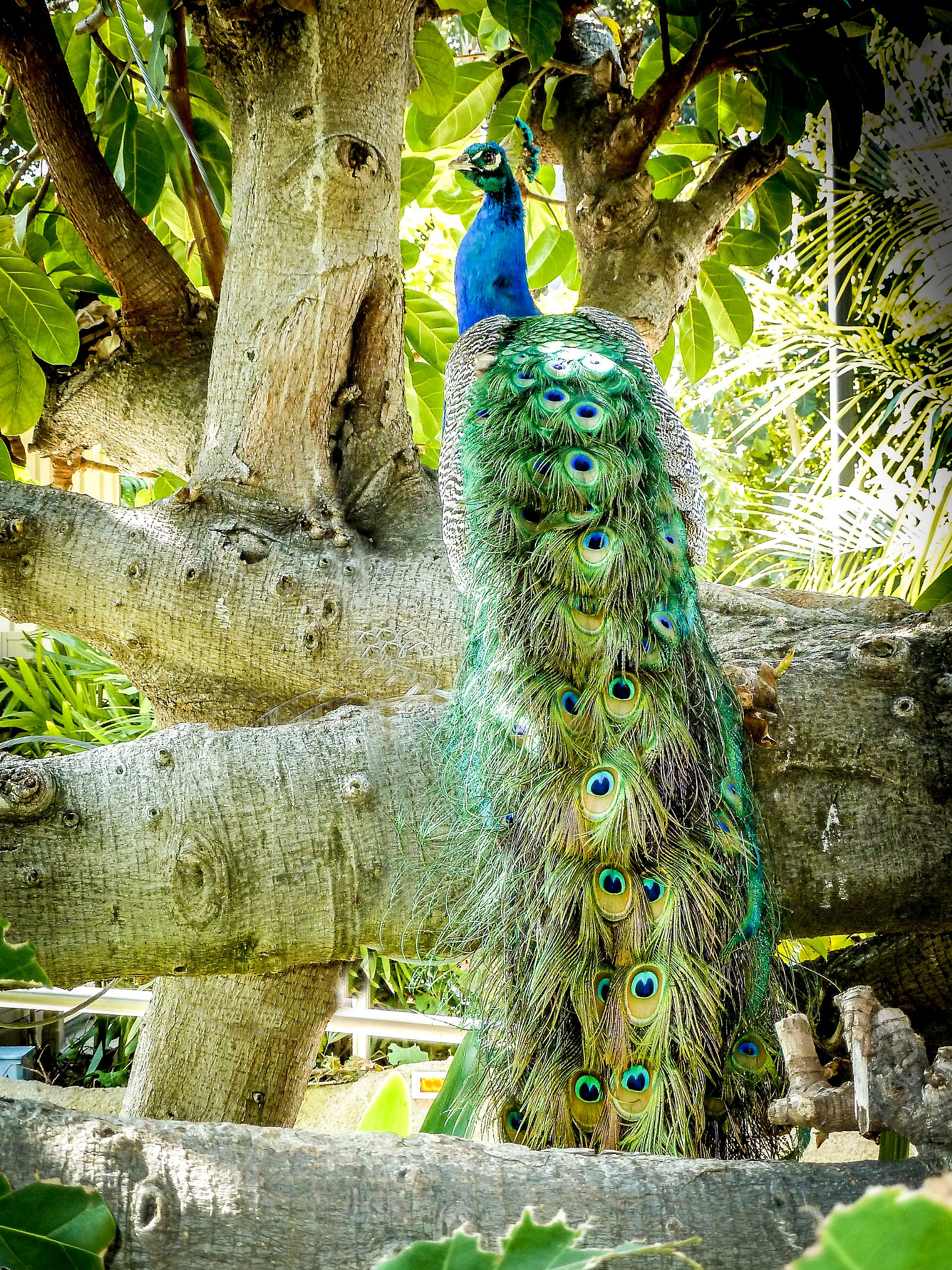 Panasonic Lumix DMC-ZS7 (Lumix DMC-TZ10) sample photo. Peacock showing off - san diego zoo, ca photography