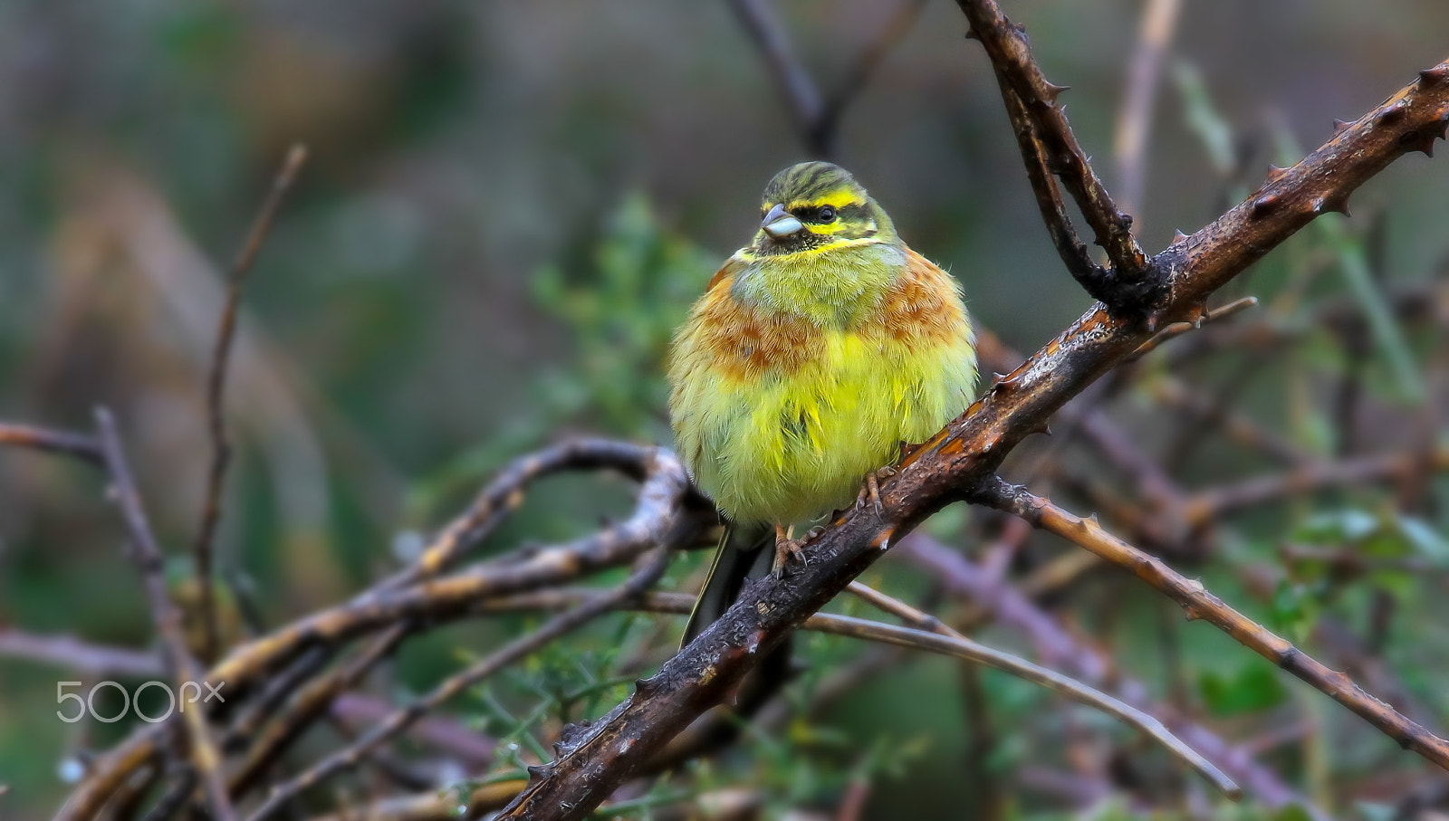 Canon EF 400mm F2.8L IS II USM sample photo. Bruant zizi photography