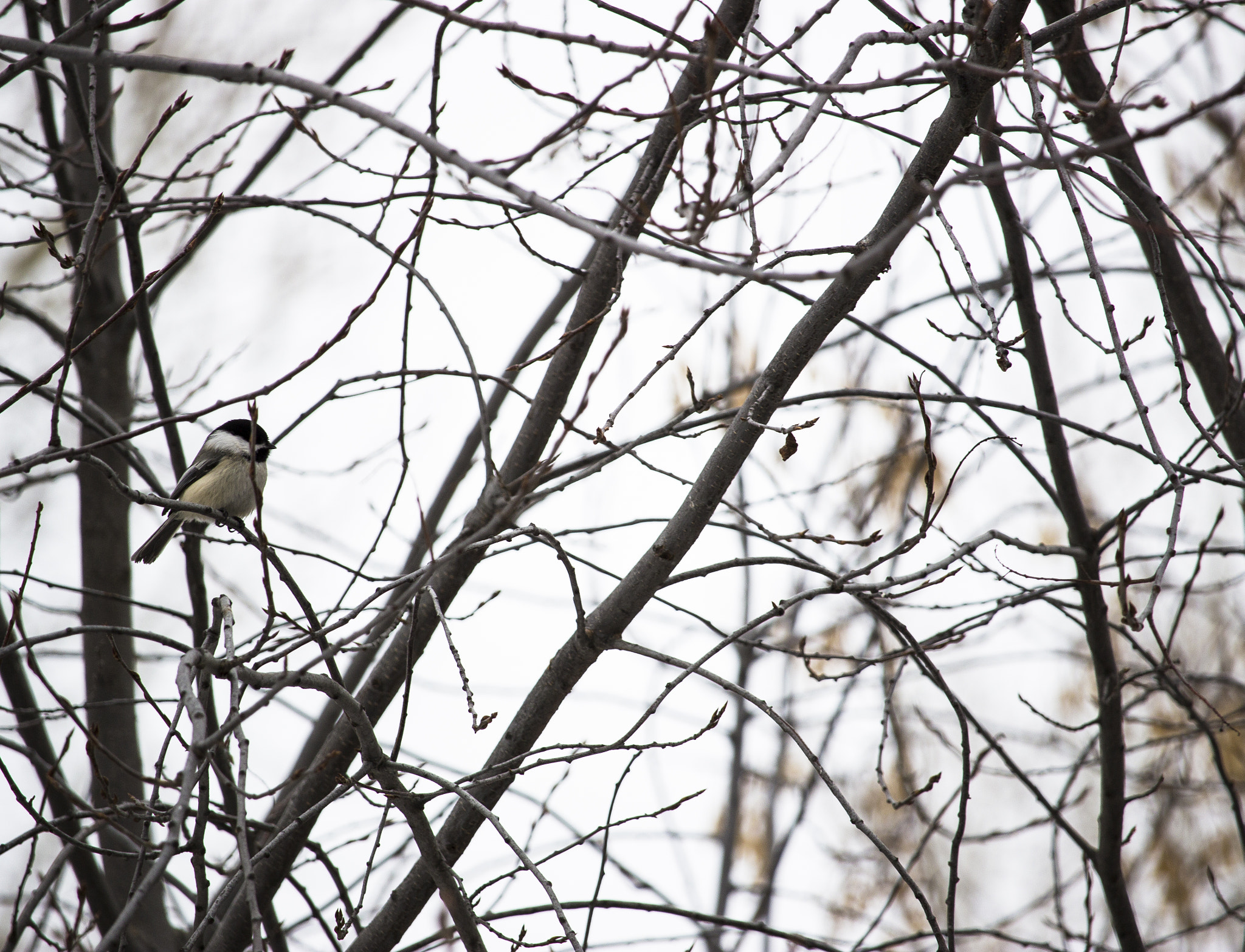 Canon EF-S 55-250mm F4-5.6 IS STM sample photo. Hidden photography
