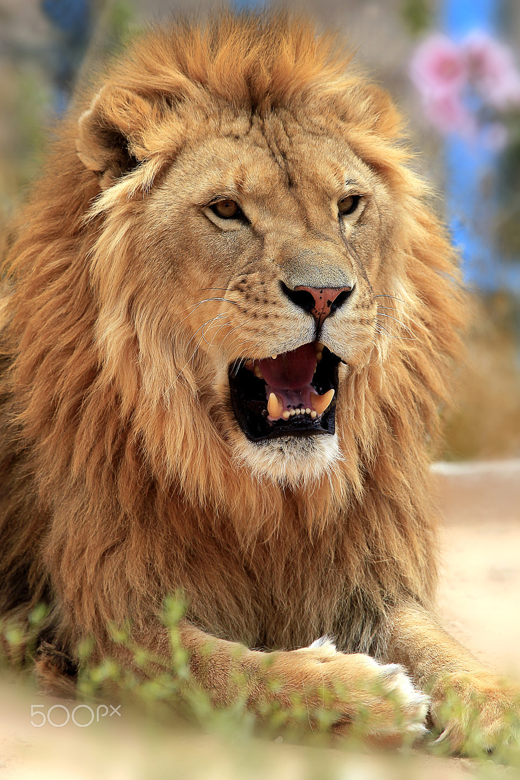 Canon EF 28-300mm F3.5-5.6L IS USM sample photo. Lion photography