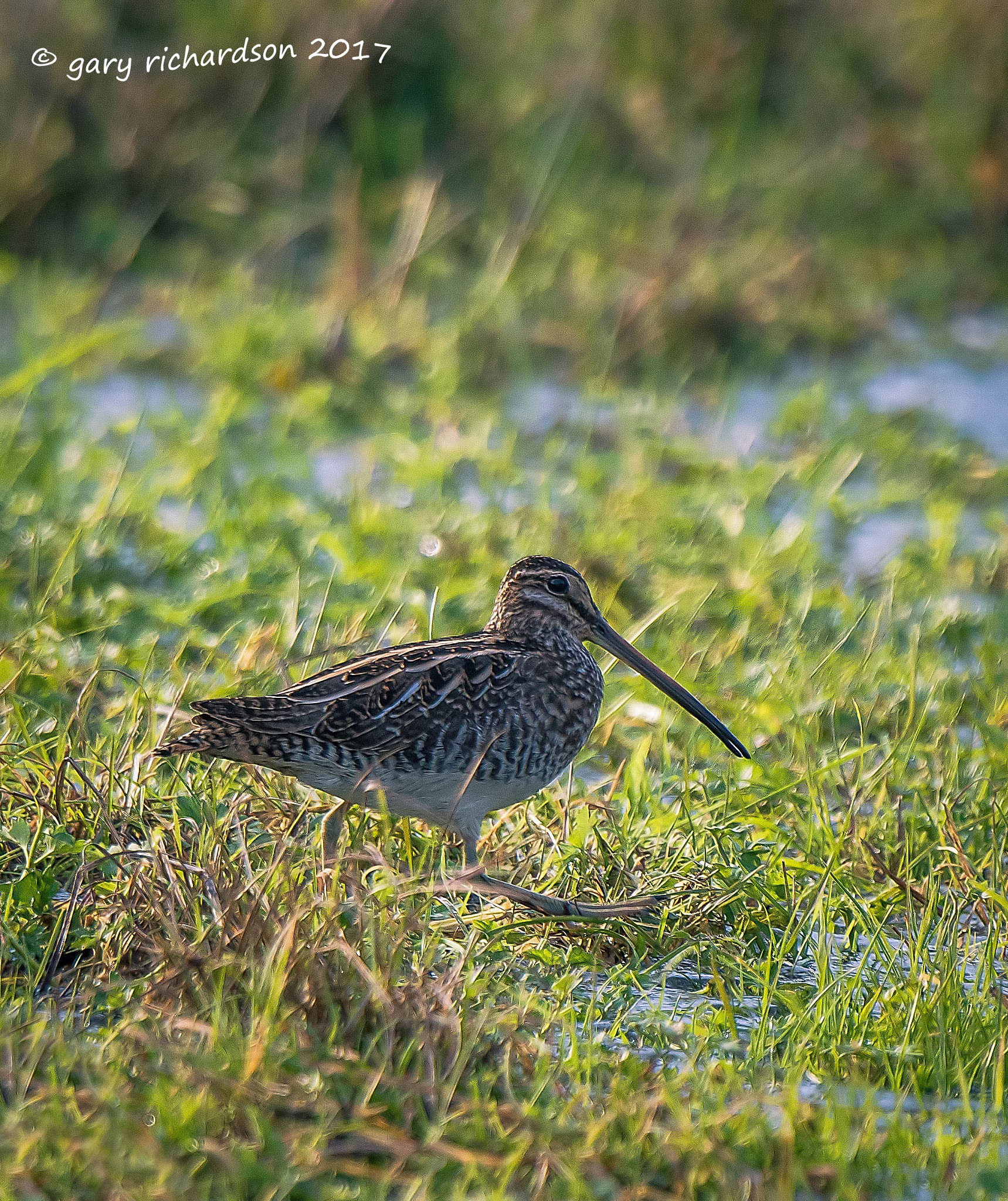 Nikon D810 + Nikon AF-S Nikkor 500mm F4G ED VR sample photo. Common snipe photography