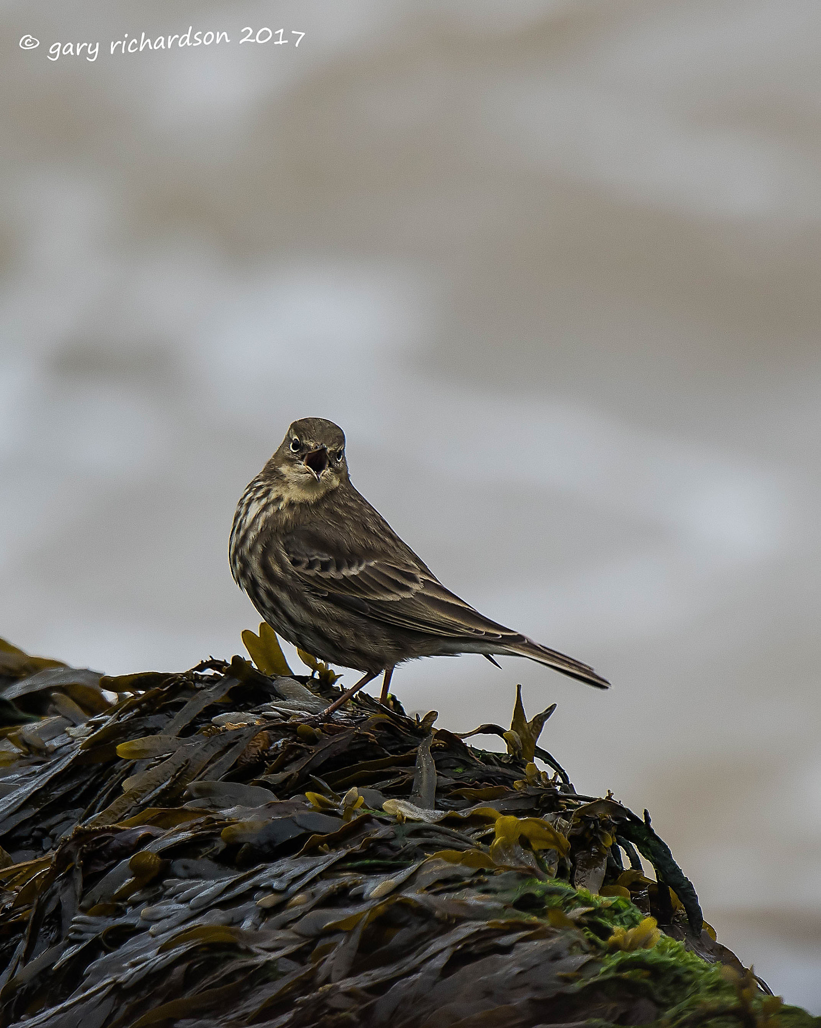 Nikon D810 + Nikon AF-S Nikkor 500mm F4G ED VR sample photo. Rock pipit photography