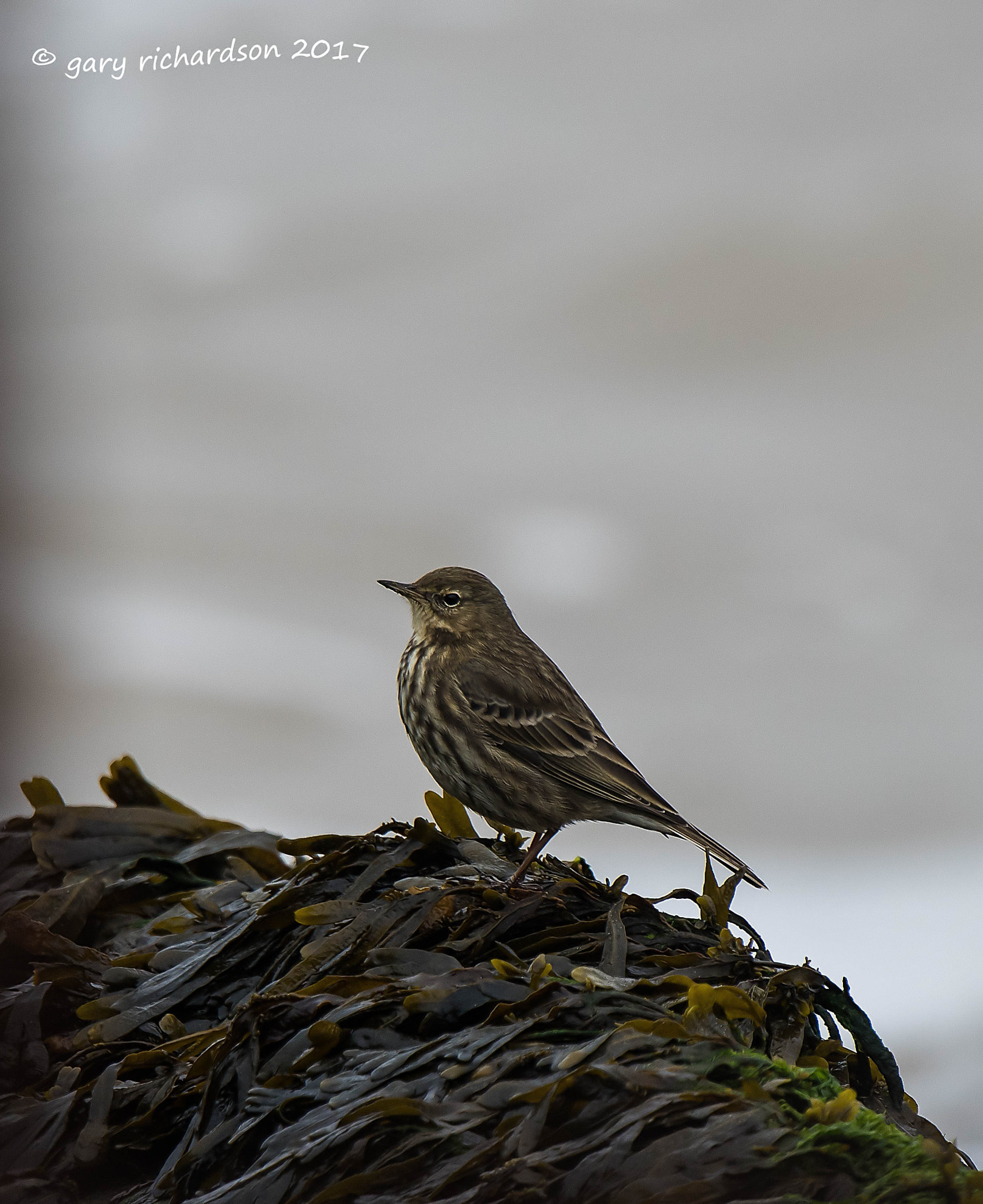Nikon AF-S Nikkor 500mm F4G ED VR sample photo. Rock pipit photography