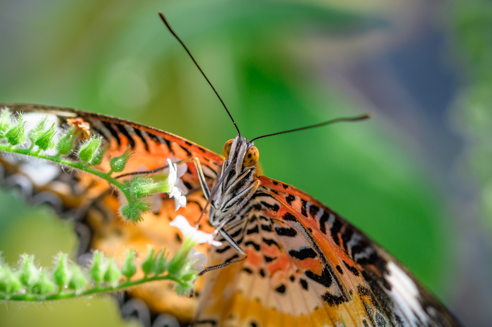Sigma 105mm F2.8 EX DG OS HSM sample photo. #069 - butterfly photography