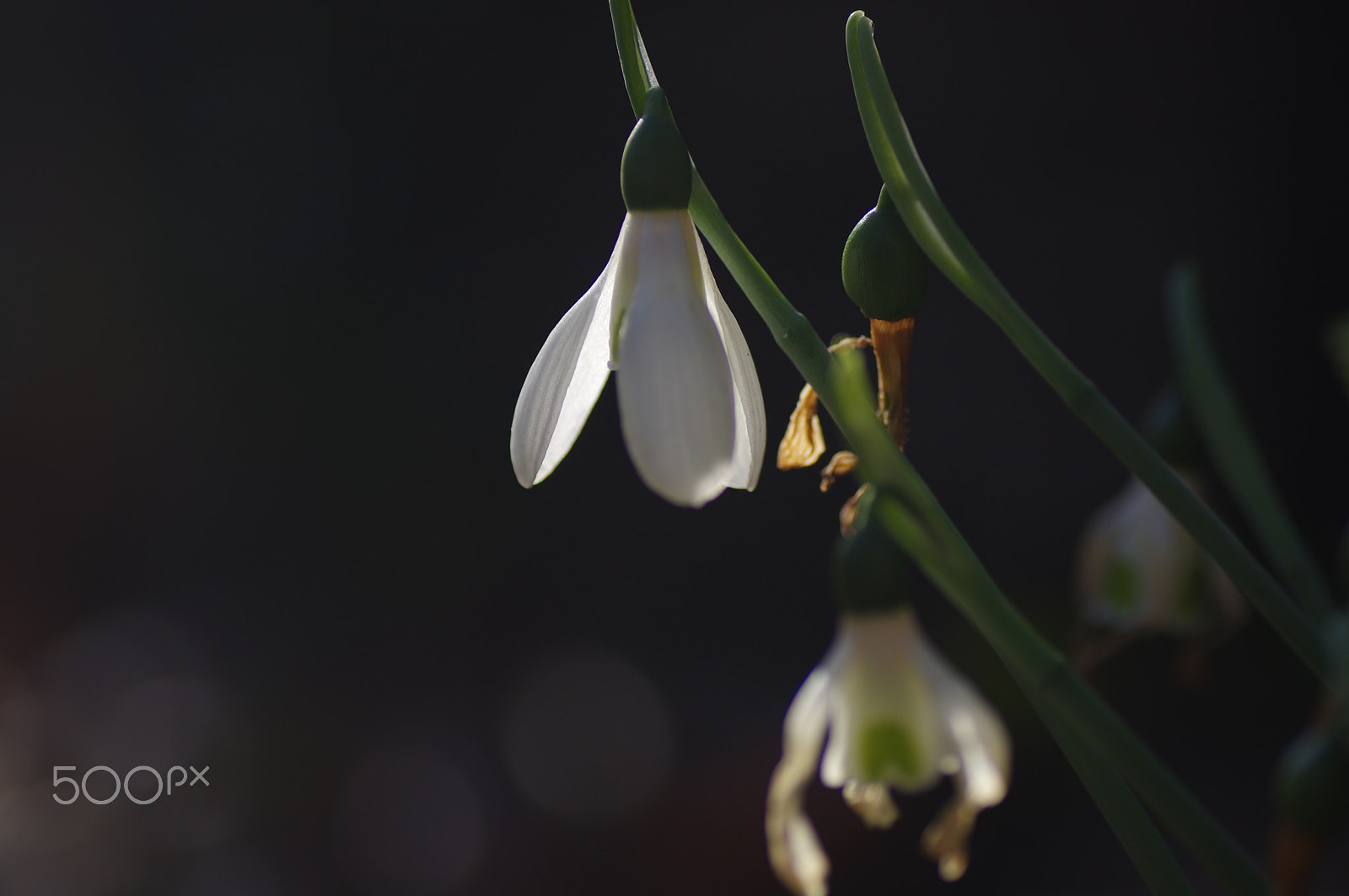 Tamron SP AF 90mm F2.8 Di Macro sample photo. White fairy(snow drop) photography