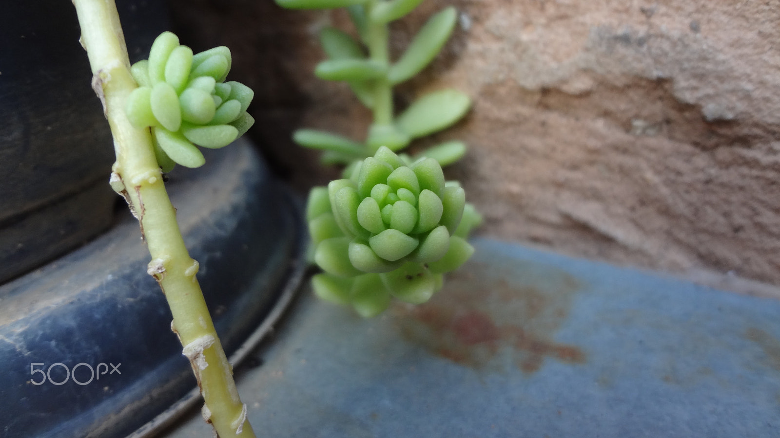 Sony DSC-WX7 sample photo. A flor verde. photography