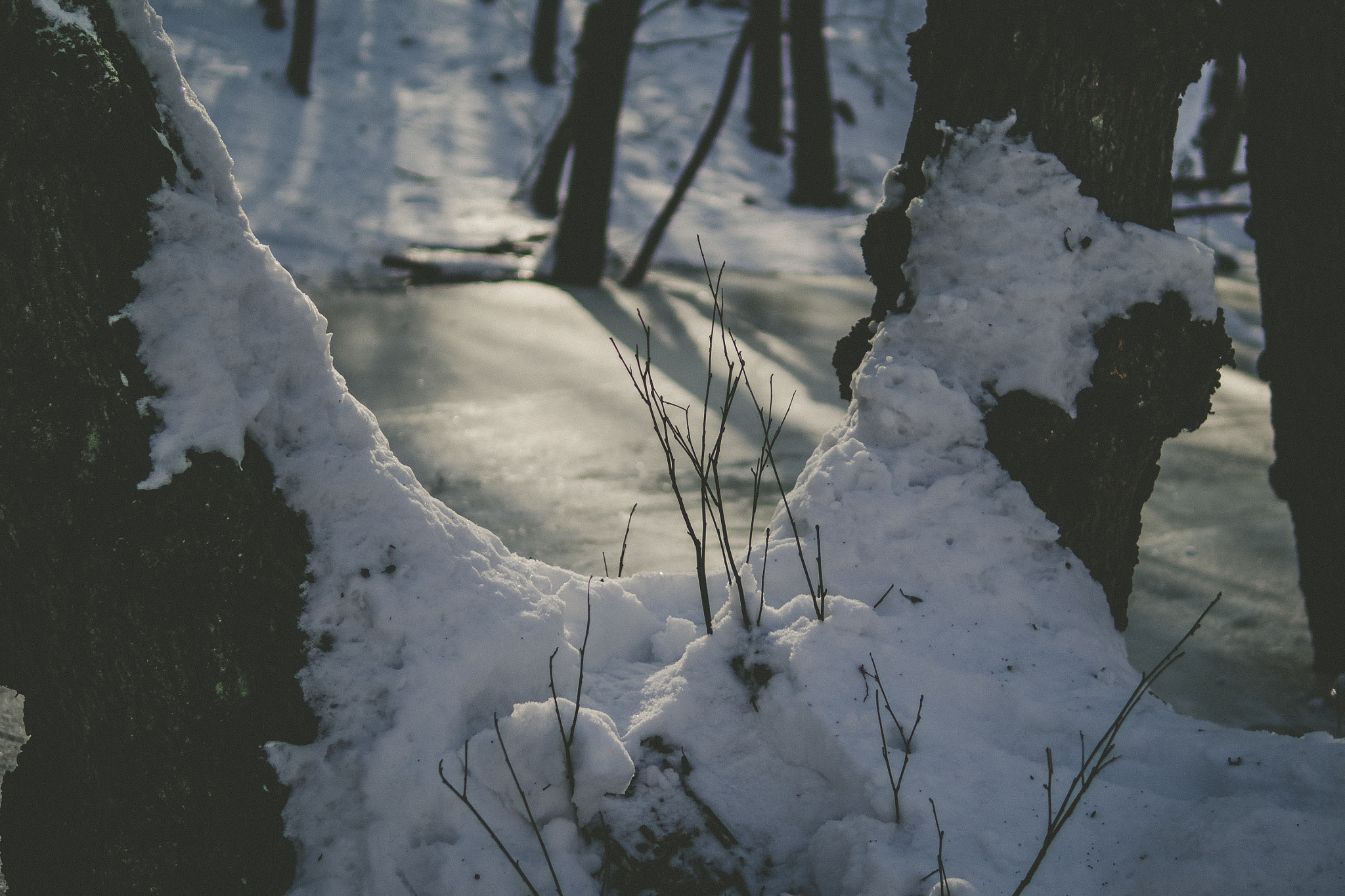 Sigma 30mm F1.4 DC DN | C sample photo. Between legs photography