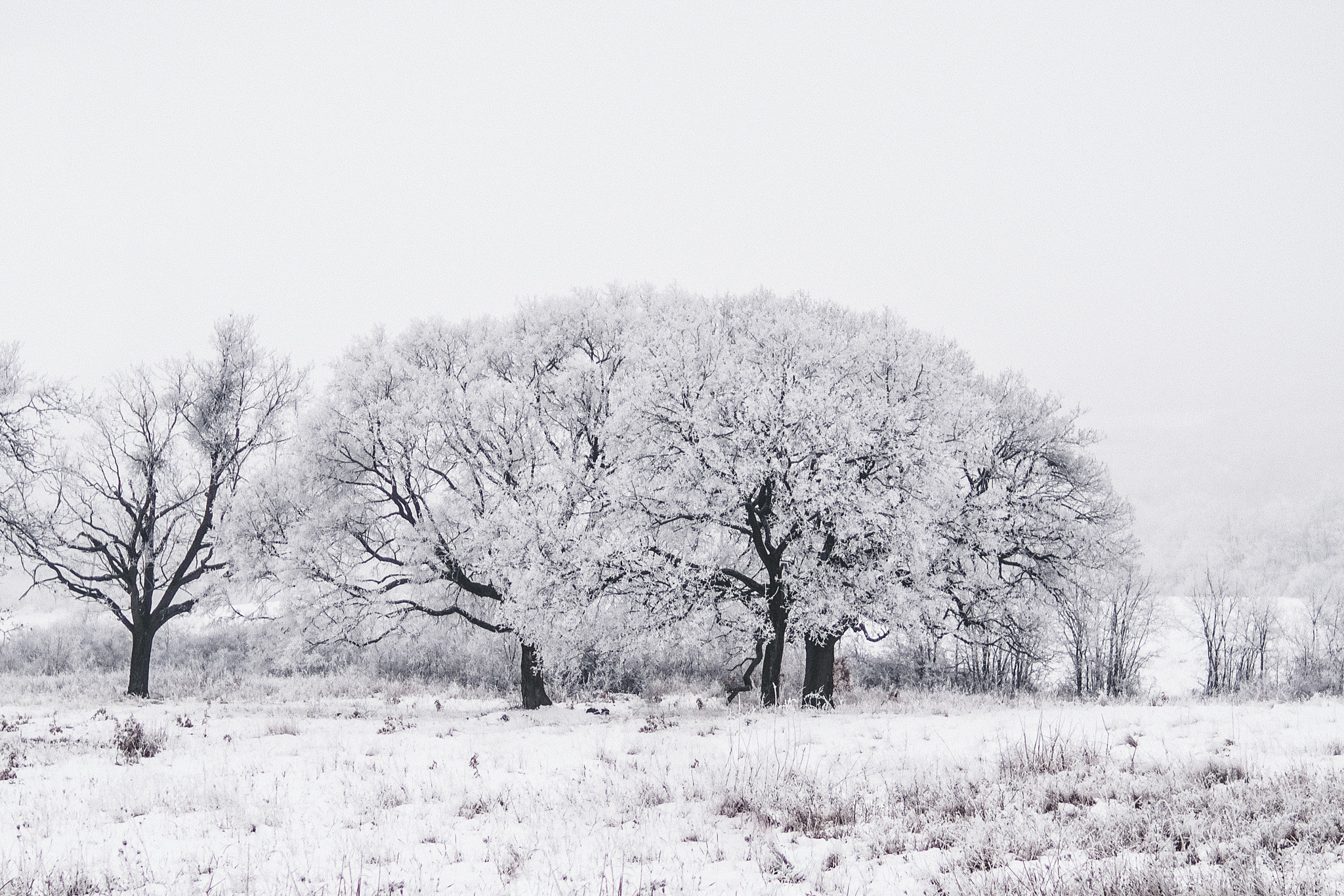 Sigma 30mm F1.4 DC DN | C sample photo. Dreams photography