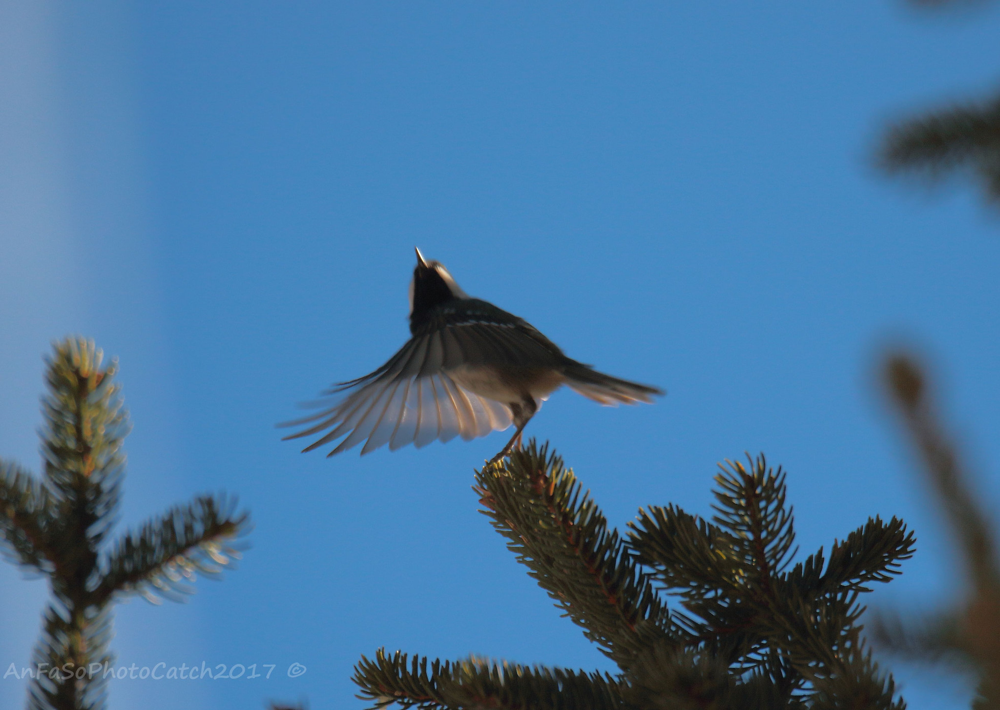 Canon EOS 7D Mark II + Sigma 150-600mm F5-6.3 DG OS HSM | S sample photo. Cincia bigia alpestre - poecile montanus photography