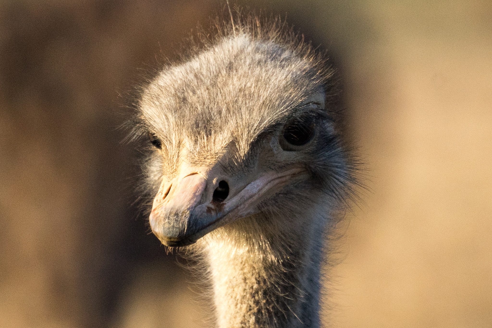 Sony a7 + Sony 500mm F8 Reflex sample photo. Ostrich photography