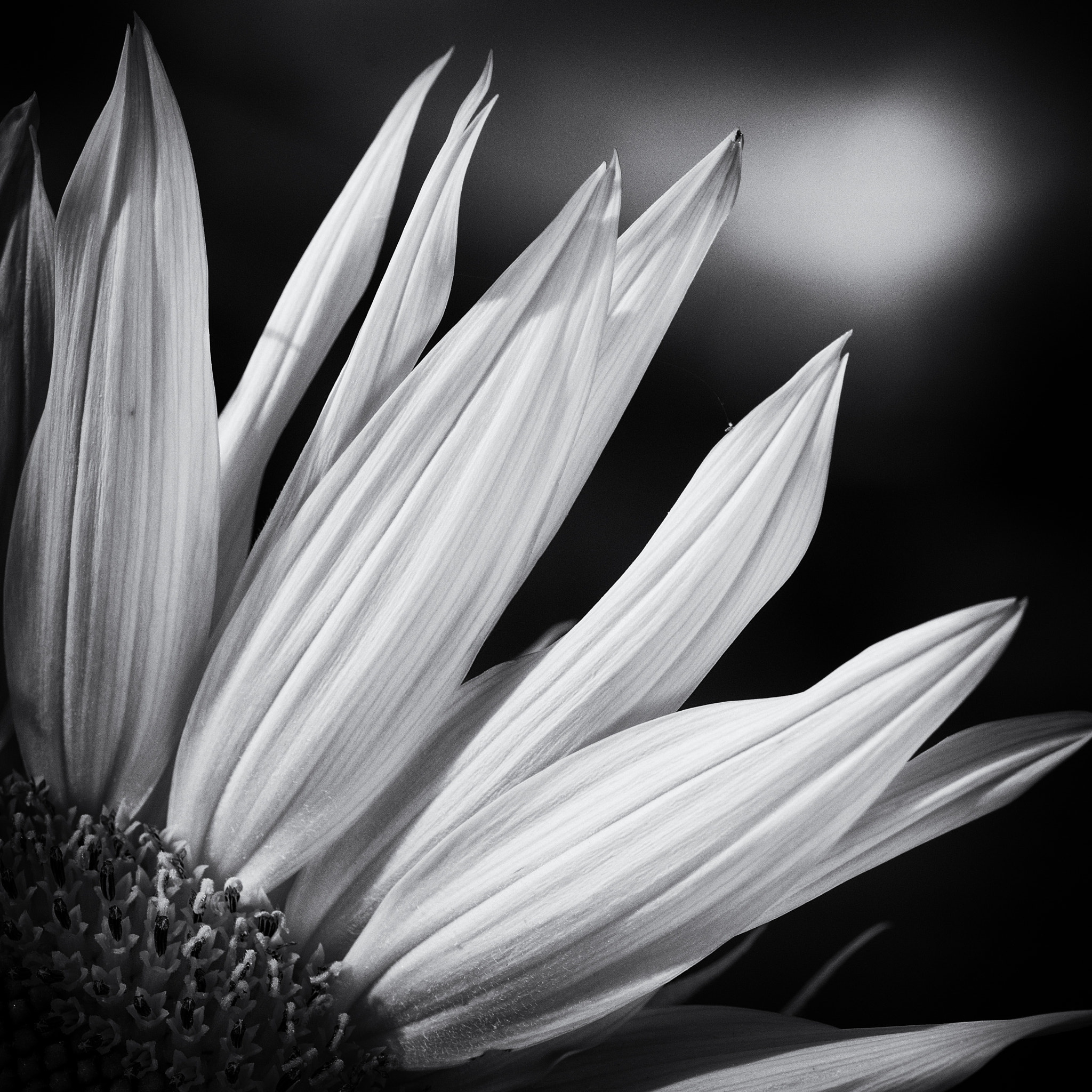 Nikon AF-S Micro-Nikkor 105mm F2.8G IF-ED VR sample photo. Petals of a sunflower photography