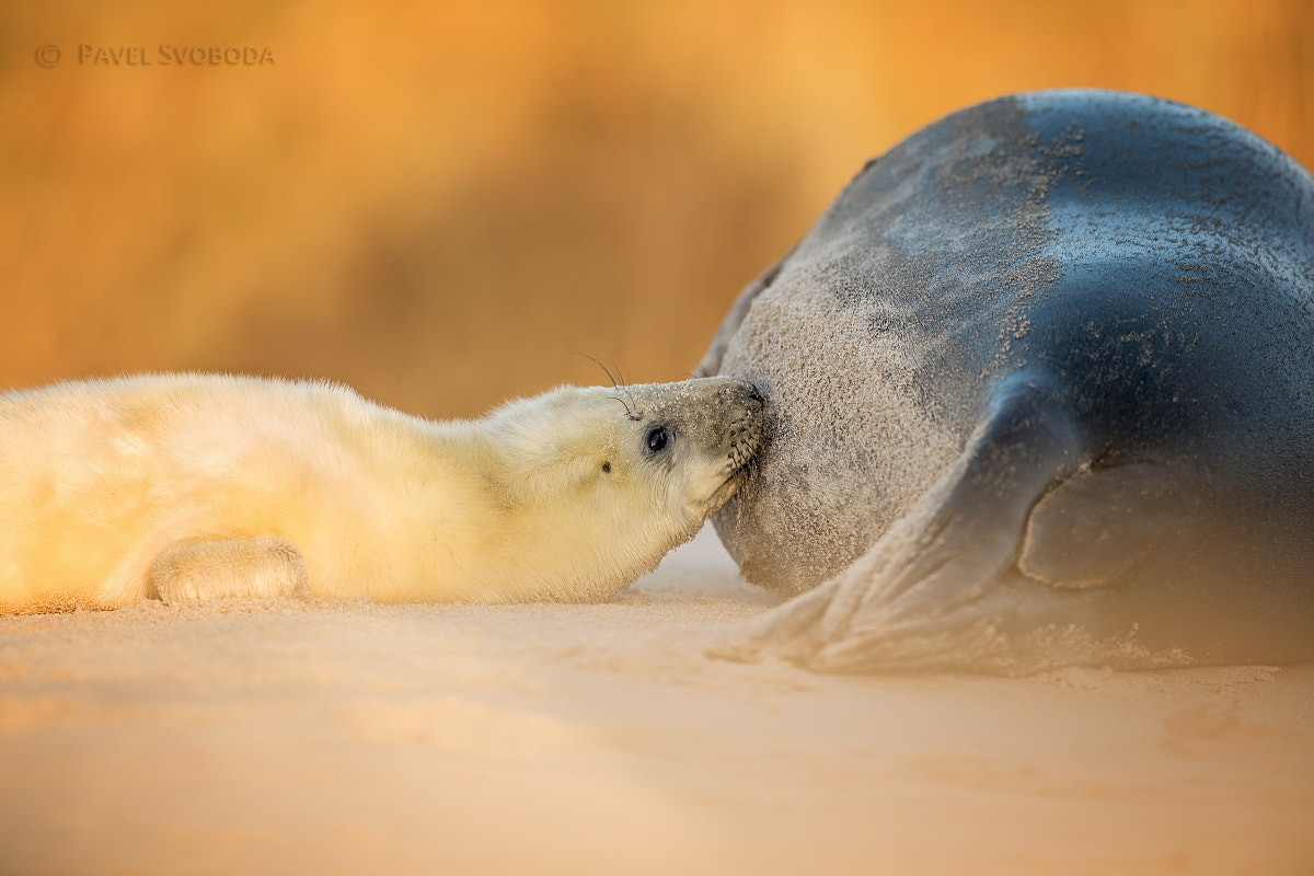 Nikon AF-S Nikkor 400mm F2.8E FL ED VR sample photo. Seal photography