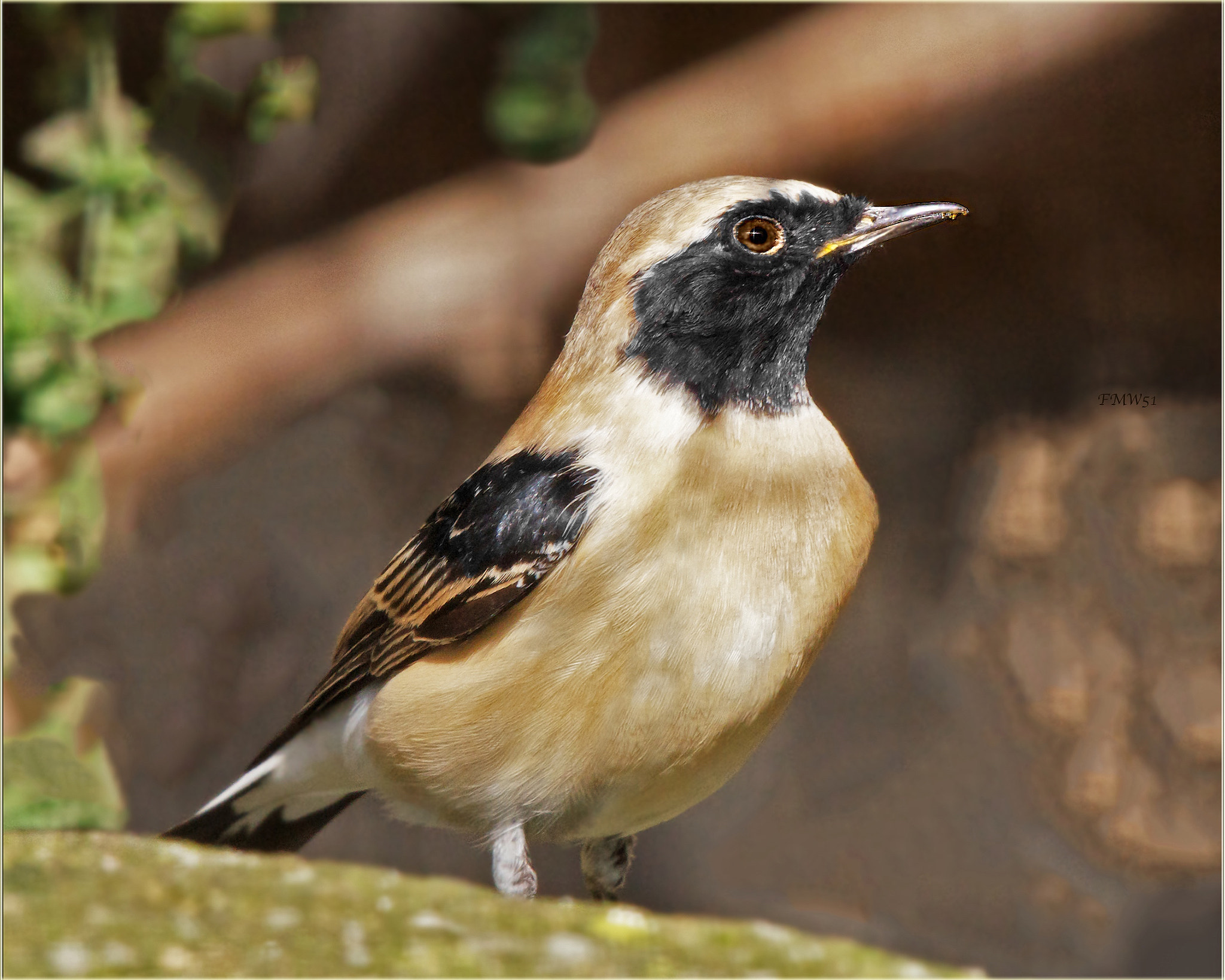 Sony 70-400mm F4-5.6 G SSM sample photo. Black-eared wheatear photography