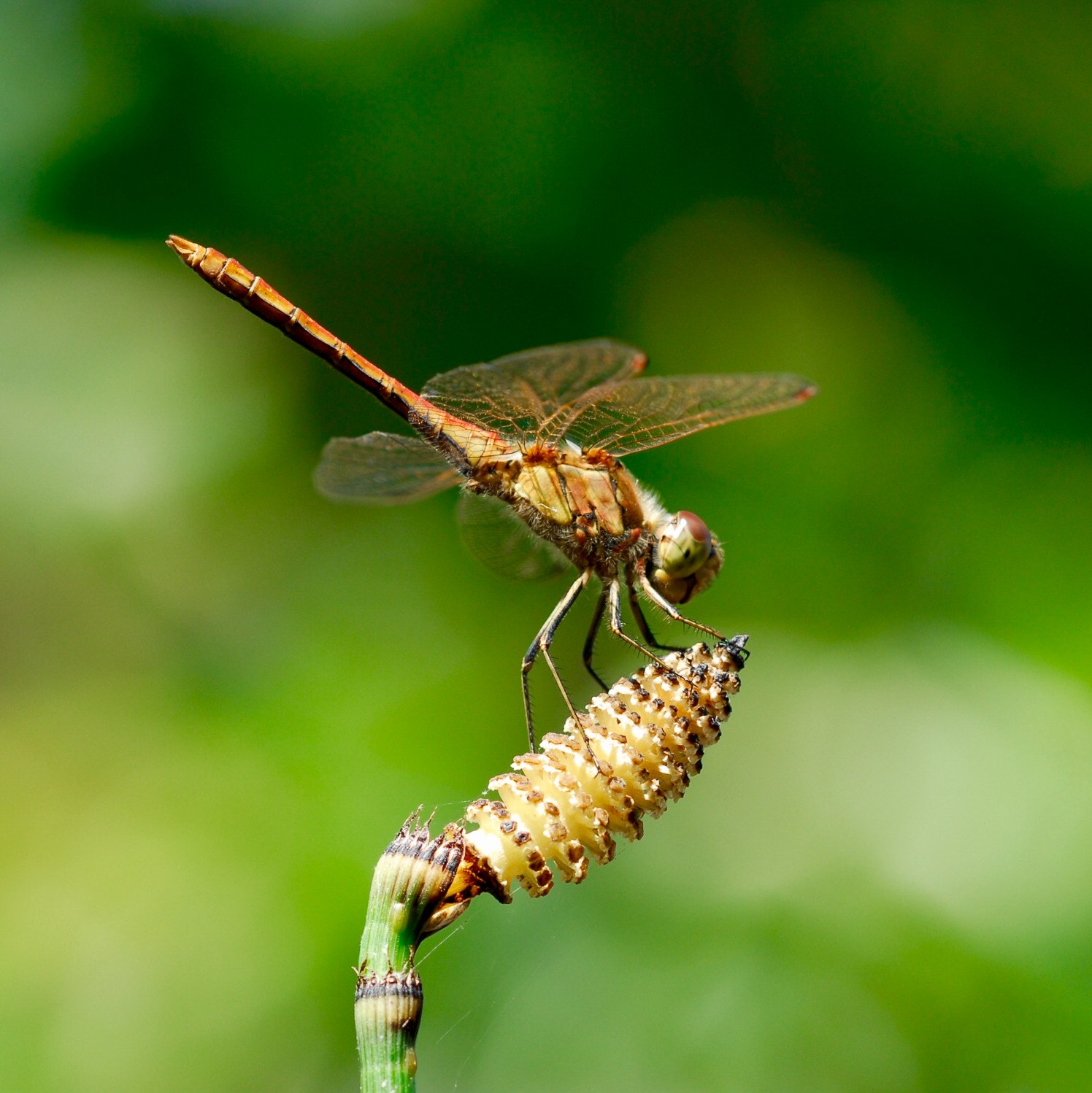 Nikon D200 + Nikon AF Micro-Nikkor 200mm F4D ED-IF sample photo. Dragonfly photography