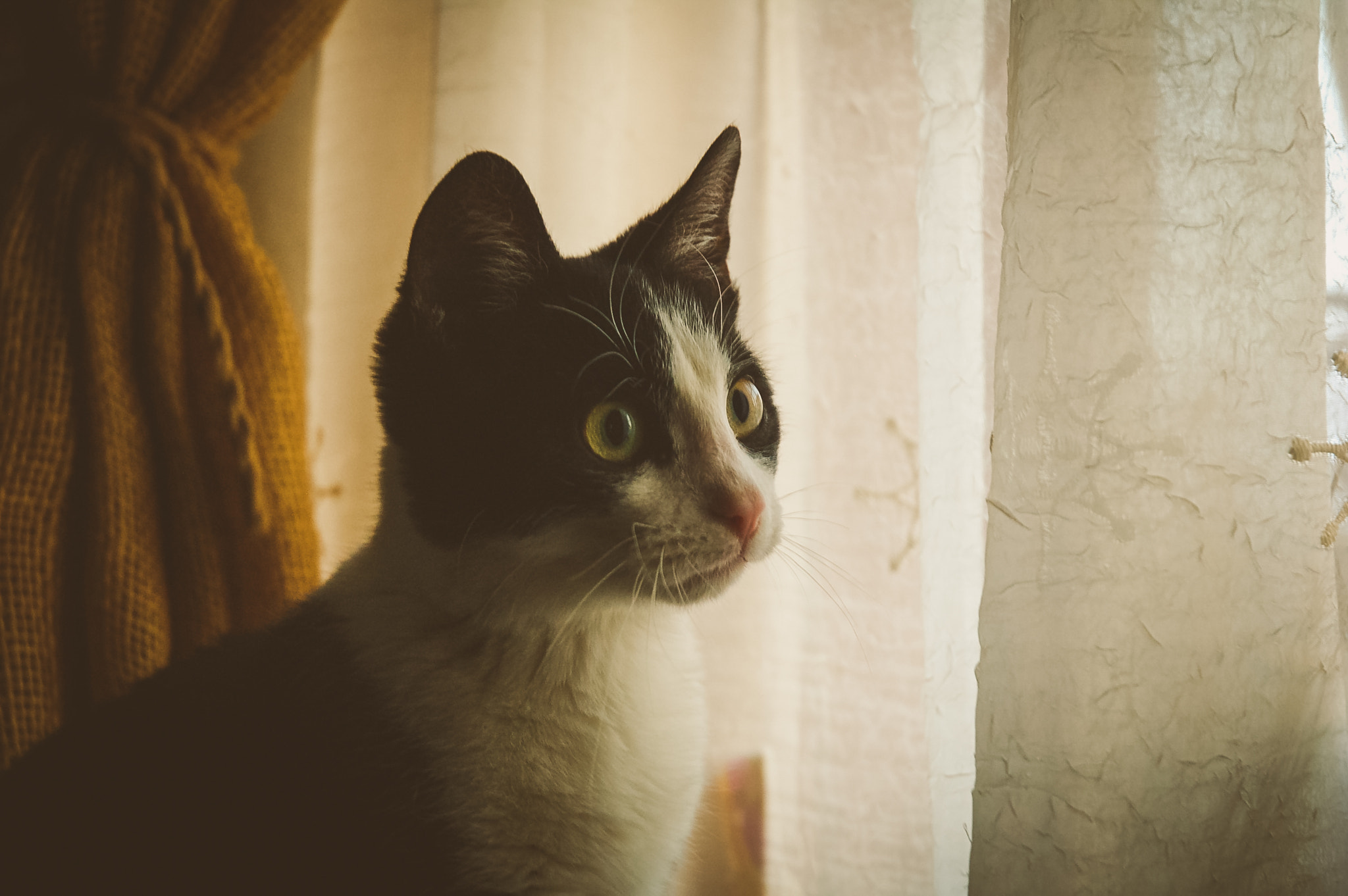 Nikon D50 sample photo. Kittycat photography