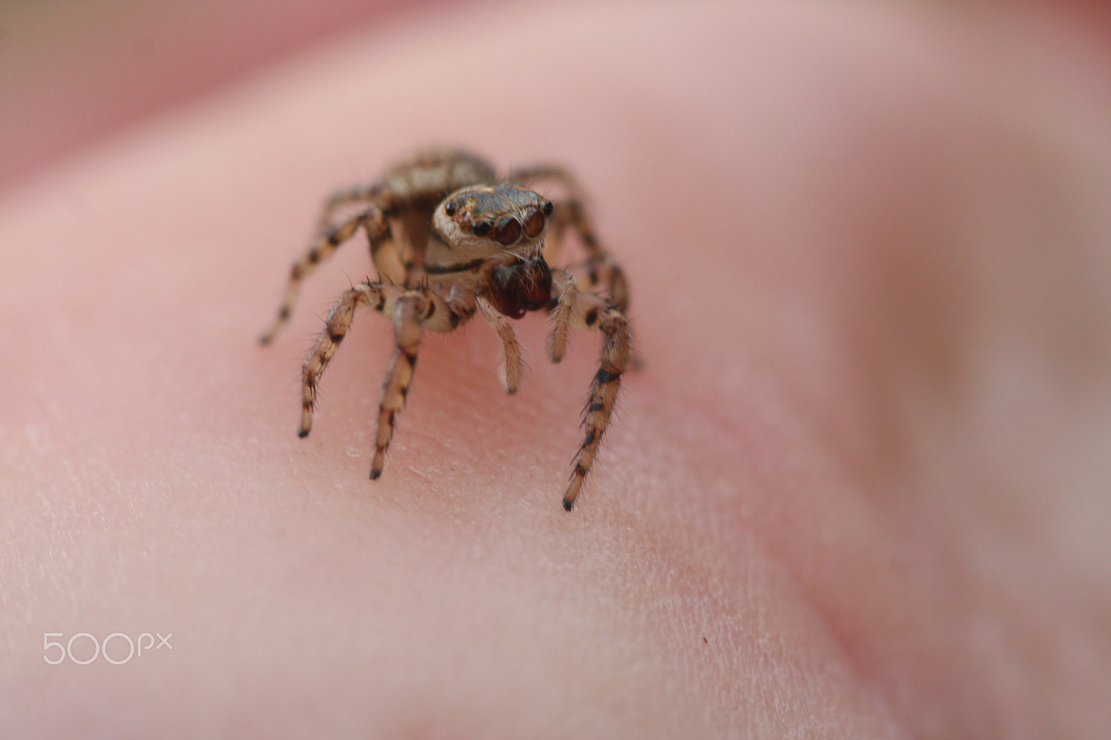 Canon EOS 40D + Canon EF 100mm F2.8 Macro USM sample photo. Jumping spider photography