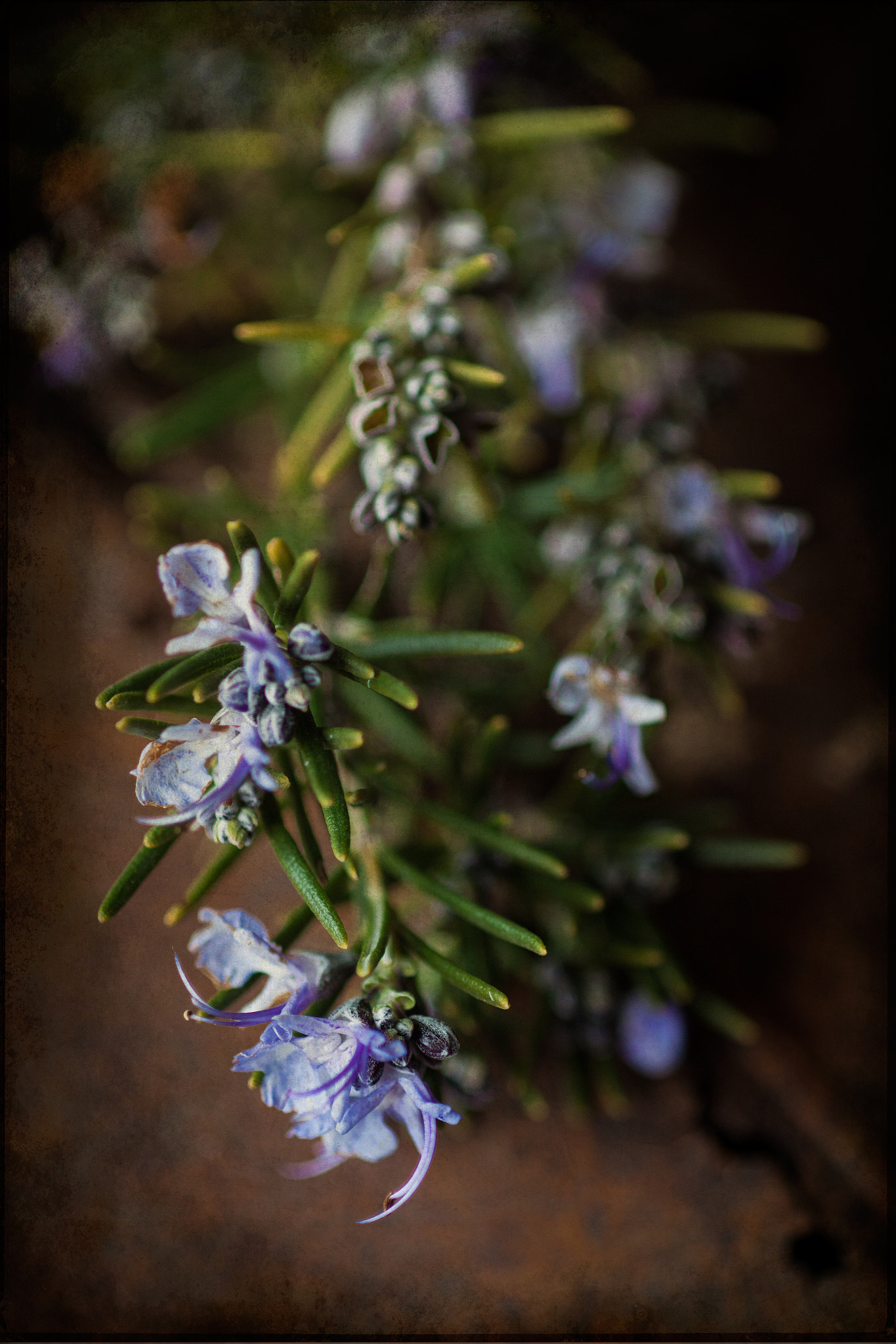 Canon EF 35-80mm f/4-5.6 sample photo. En enero florece el romero....... photography