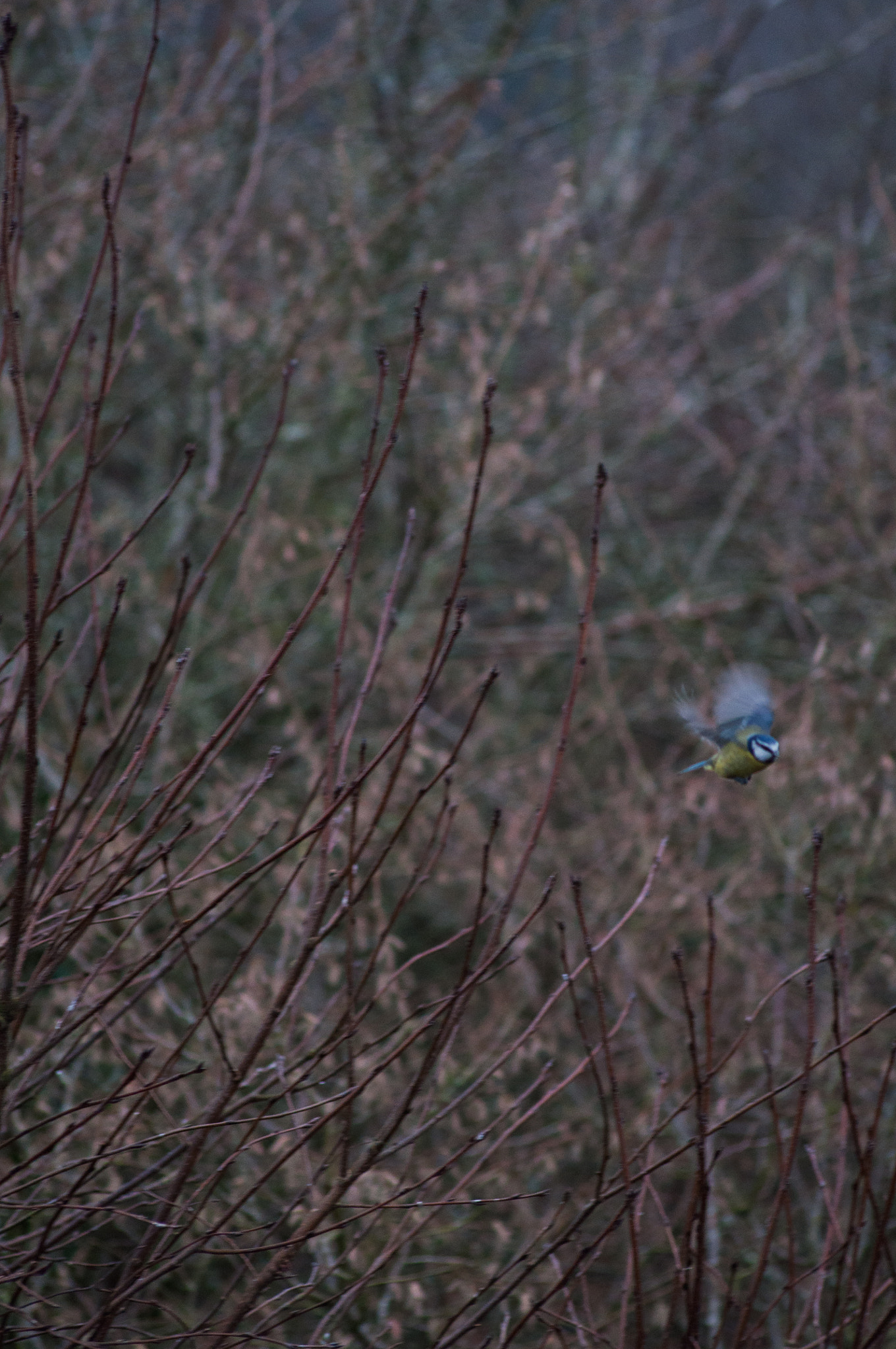 Sigma 70-300mm F4-5.6 APO DG Macro sample photo. Bluetit photography