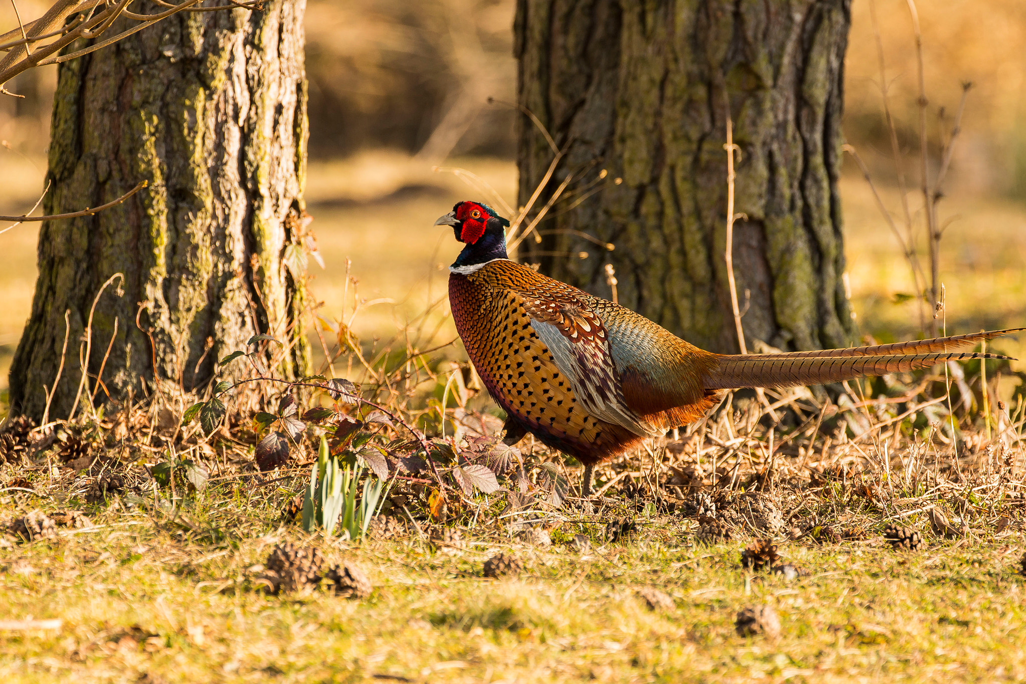 Canon EF 70-300mm F4-5.6L IS USM sample photo. Male pheasant photography