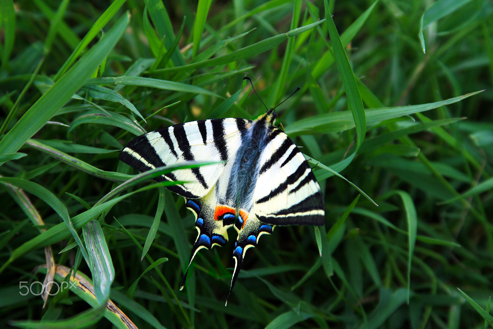 Canon EF 28-135mm F3.5-5.6 IS USM sample photo. Butterfly photography