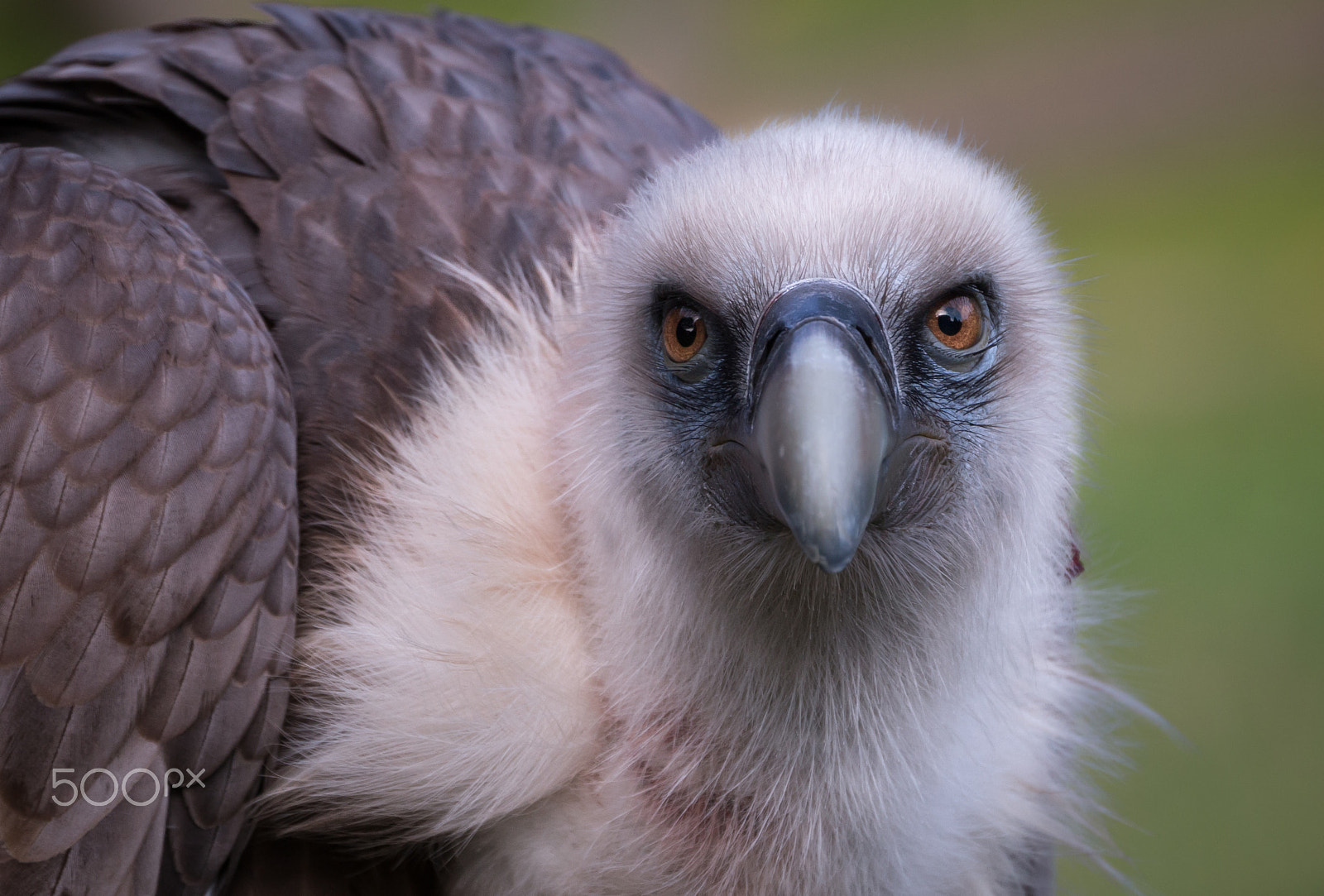 Canon EF 70-300mm F4-5.6L IS USM sample photo. Griffon vulture portrait photography