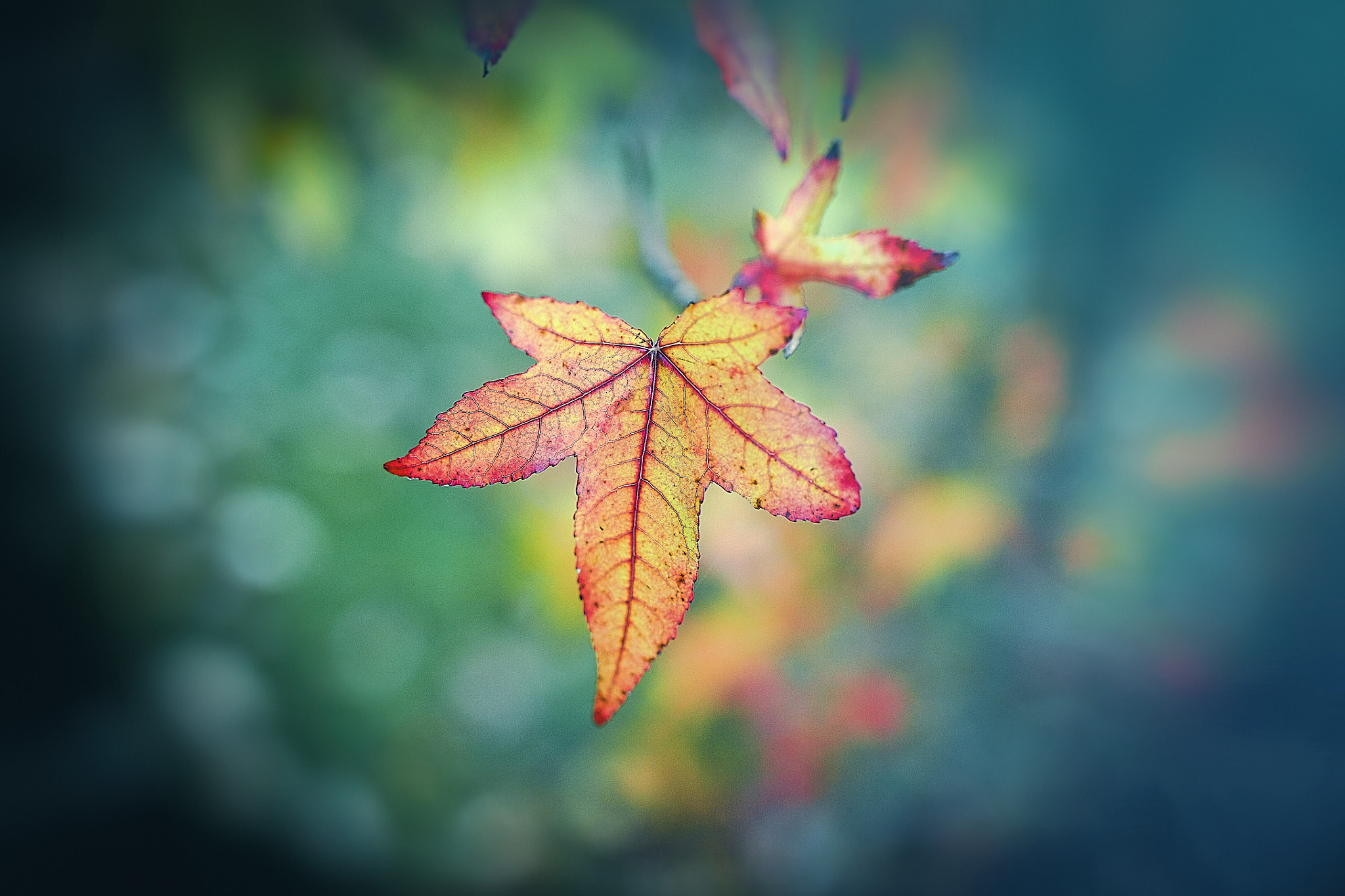 Sigma 35mm F1.4 DG HSM Art sample photo. Autumn perfection photography