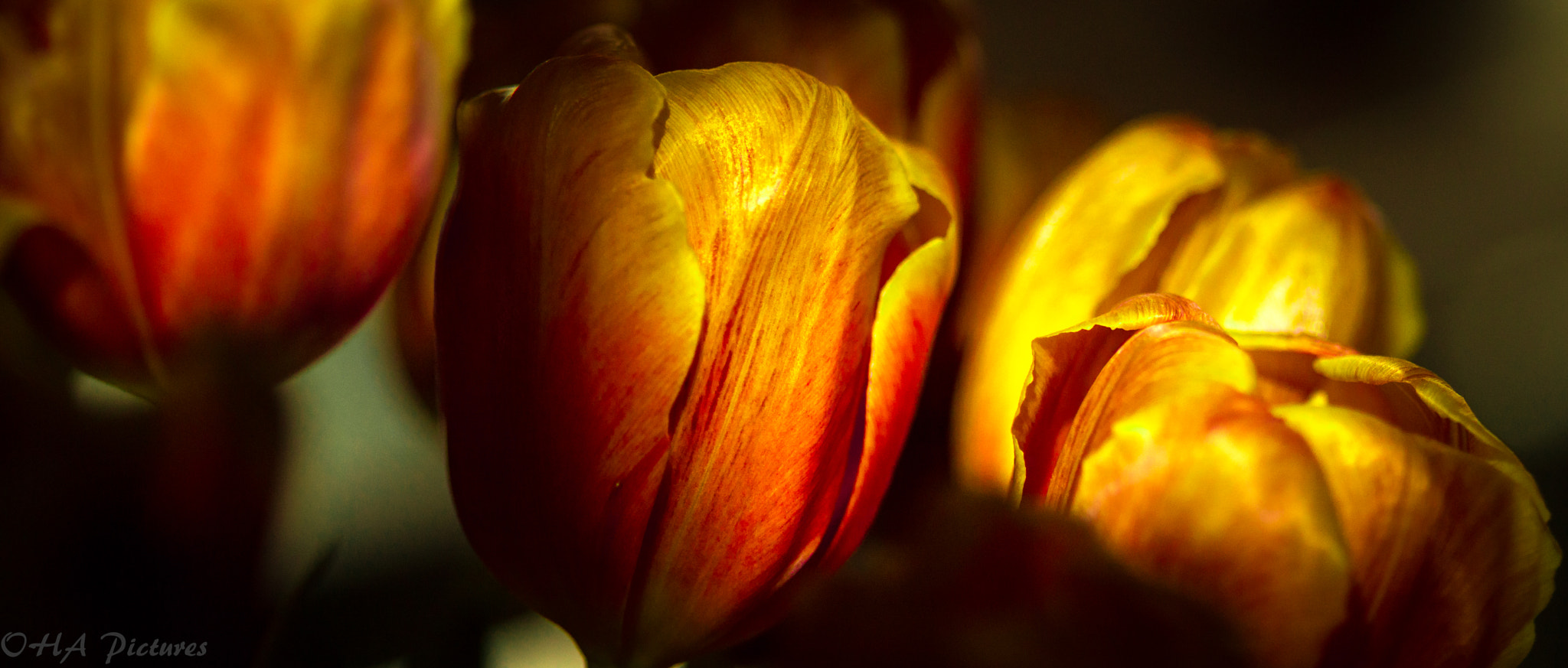 Sony SLT-A57 + Sigma AF 105mm F2.8 EX [DG] Macro sample photo. Pano photography