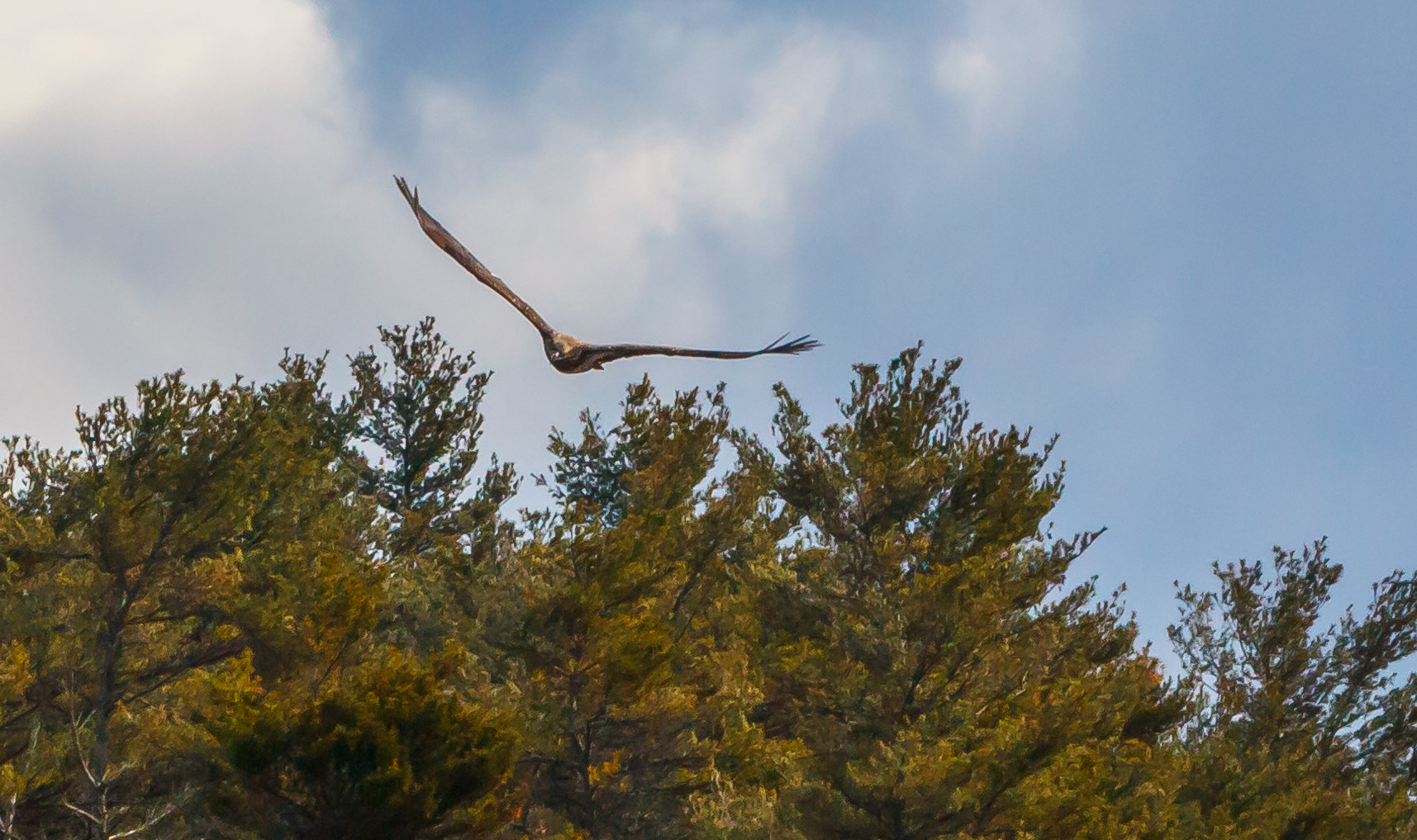 Canon EF 70-300mm F4-5.6L IS USM sample photo. Skimming the tree tops photography