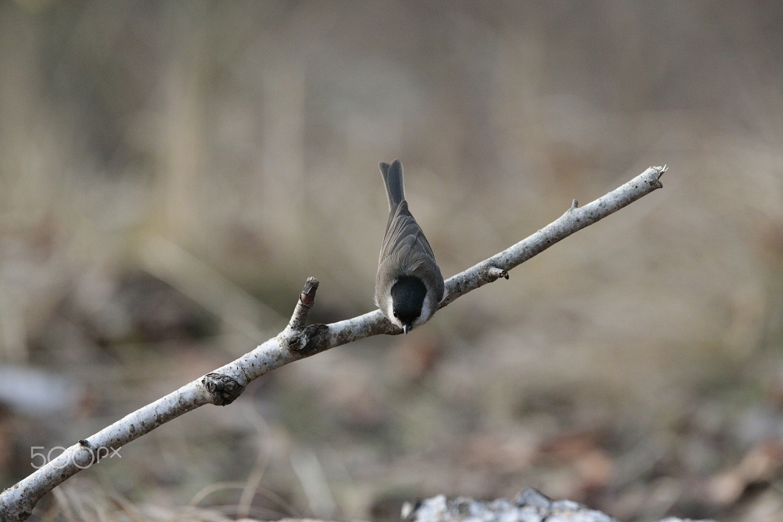 Canon EOS-1D X sample photo. Under attack 1 photography