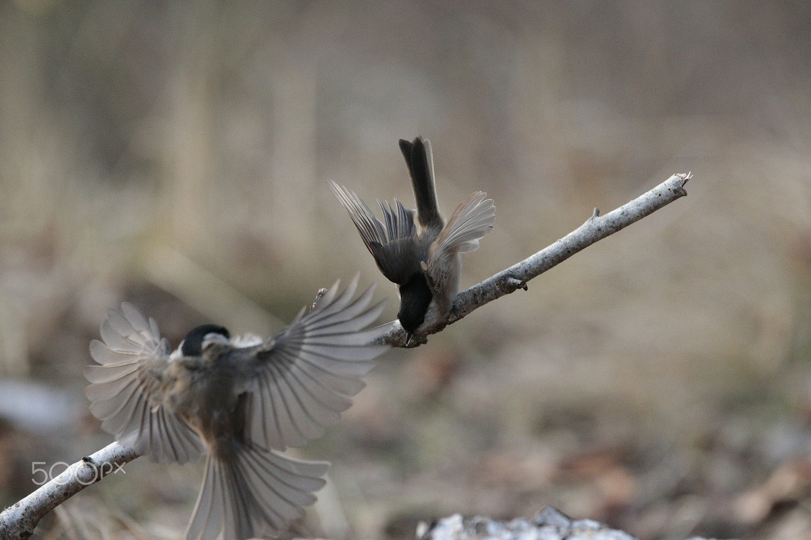 Canon EF 300mm F2.8L IS USM sample photo. Under attack 2 photography