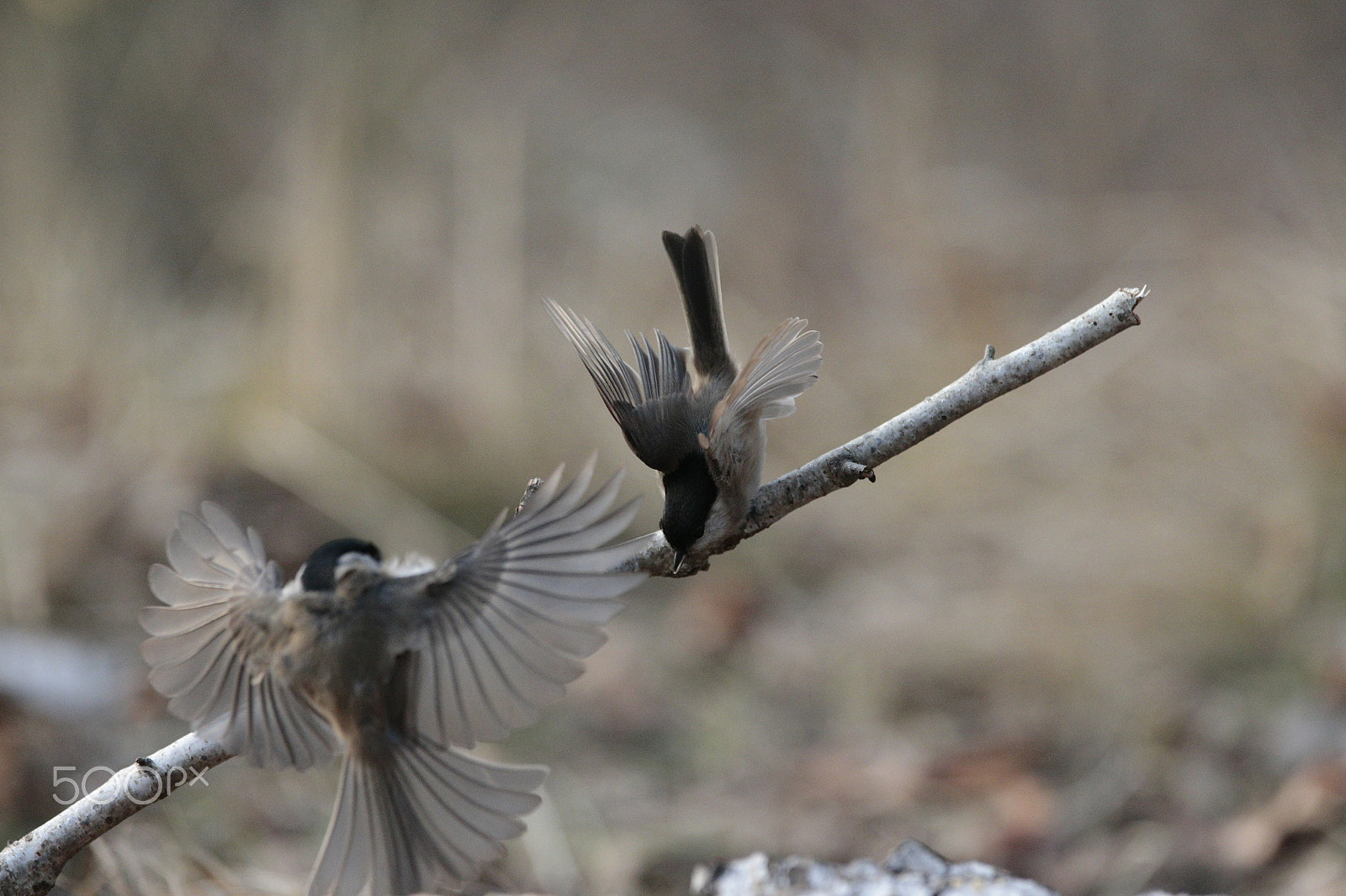 Canon EOS-1D X + Canon EF 300mm F2.8L IS USM sample photo. Under attack 2 photography