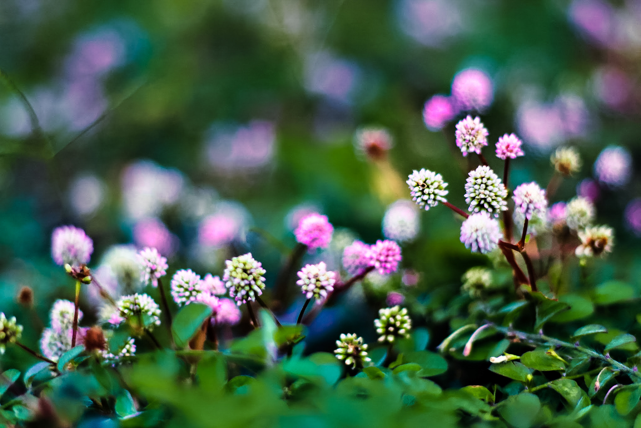 Canon EOS 650D (EOS Rebel T4i / EOS Kiss X6i) + Canon EF 50mm F1.8 II sample photo. Tiny forest photography