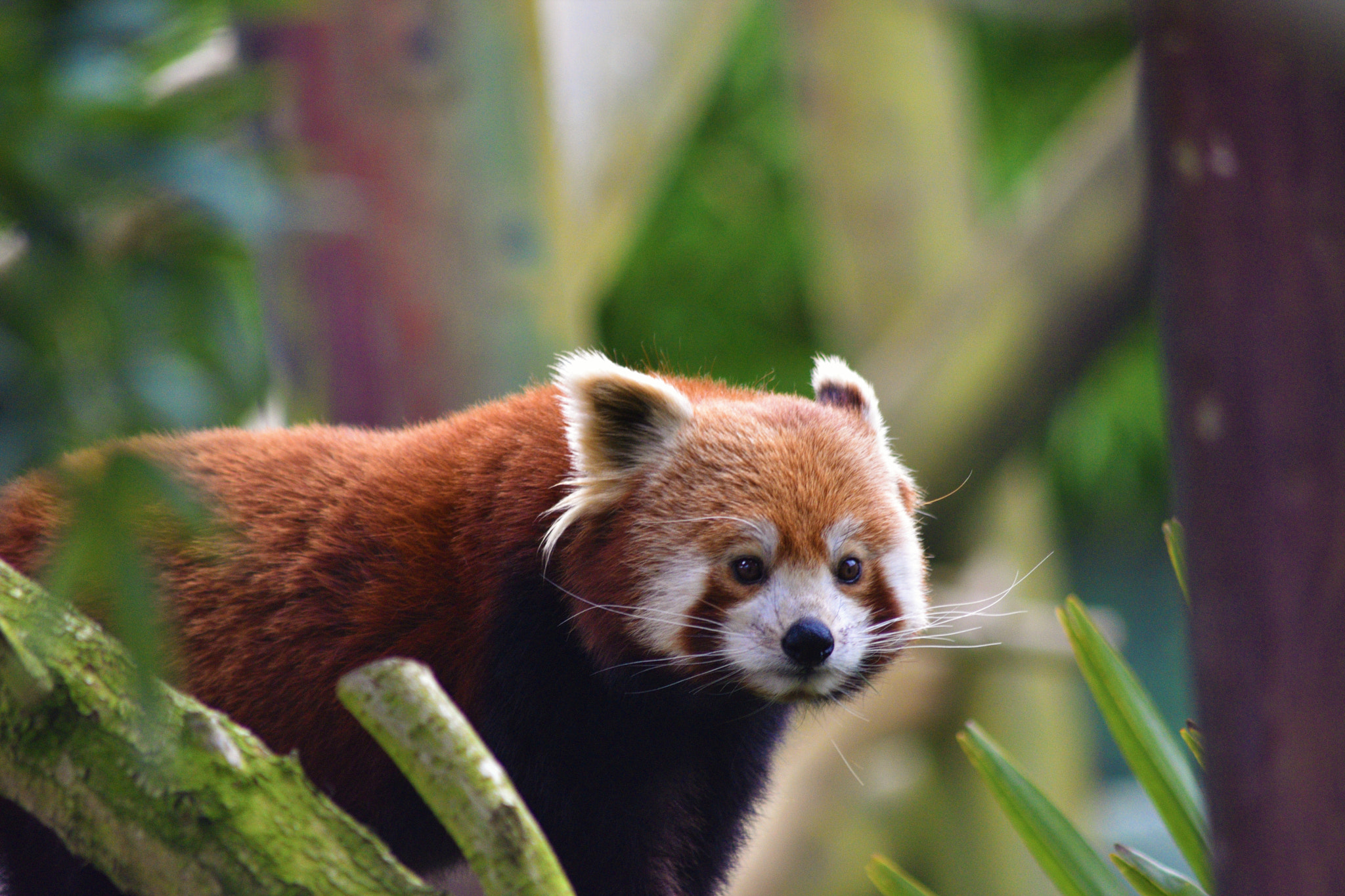 Sigma 70-300mm F4-5.6 APO DG Macro sample photo. Red panda photography