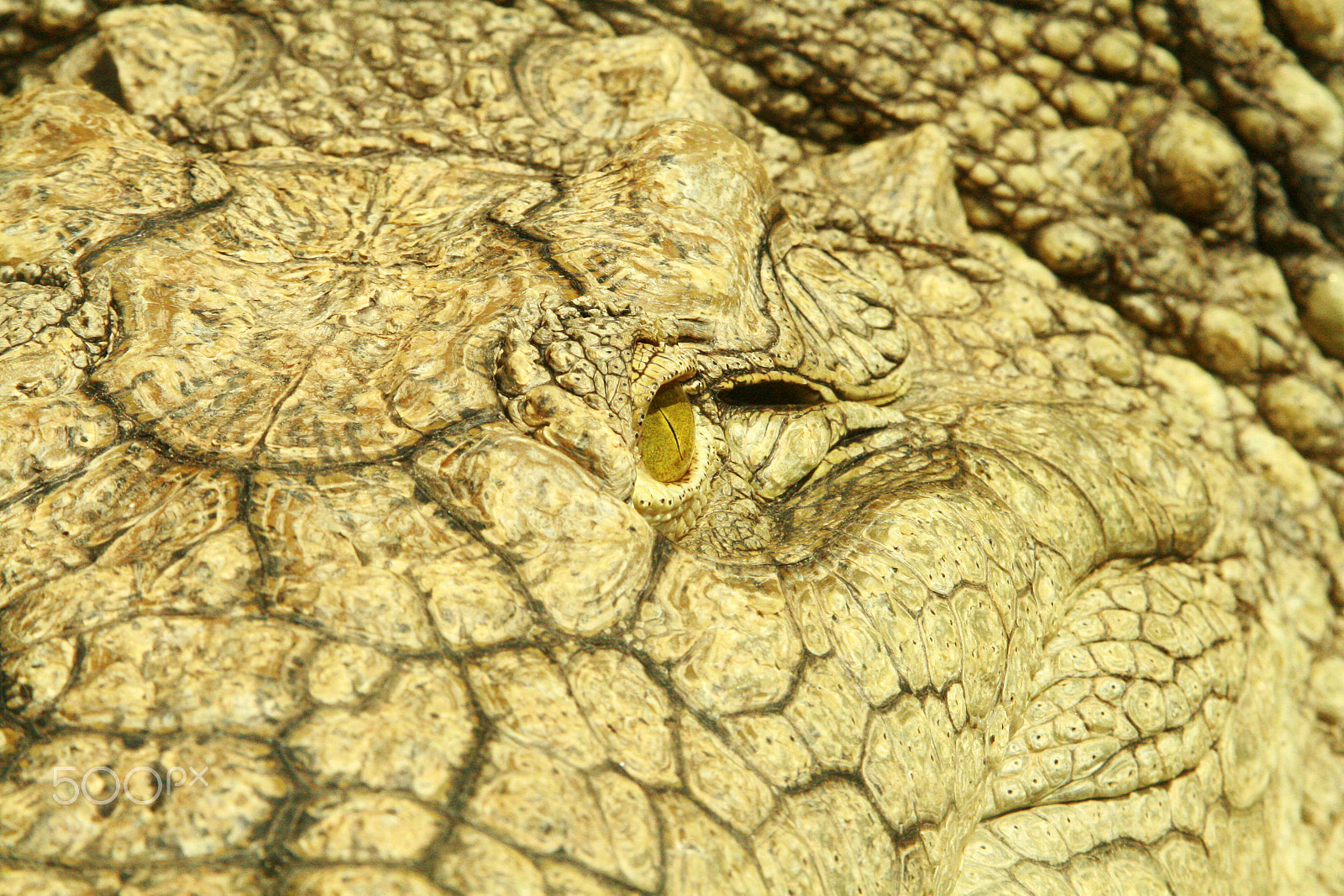 Canon EF 28-135mm F3.5-5.6 IS USM sample photo. Alligator eye photography