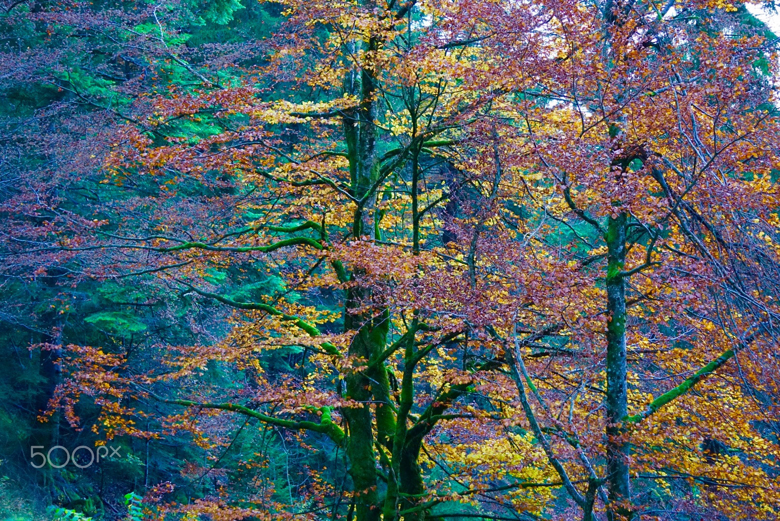 Sony E 55-210mm F4.5-6.3 OSS sample photo. Autumn colors photography