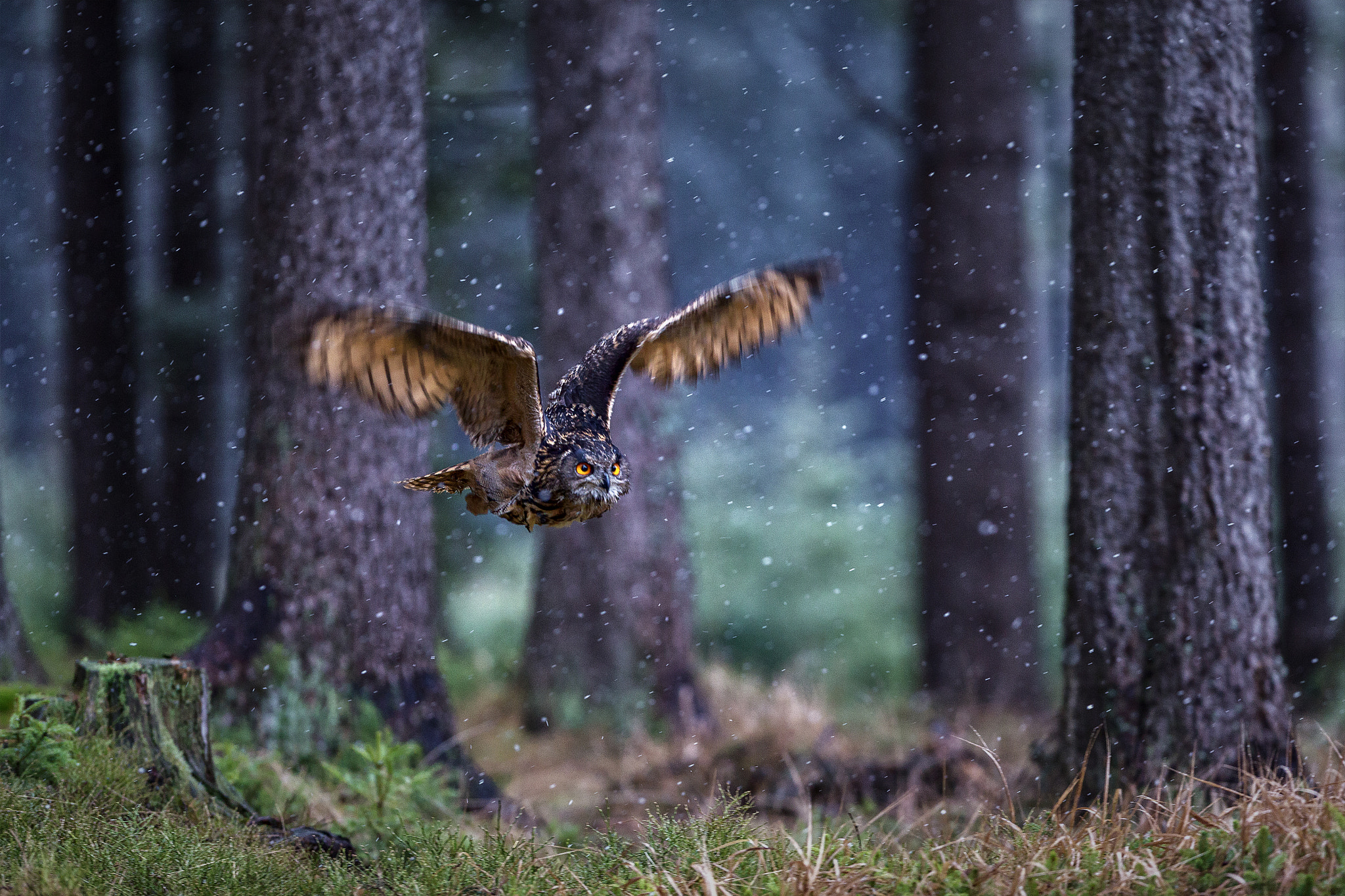 Canon EF 300mm F2.8L IS USM sample photo. Determination.... photography