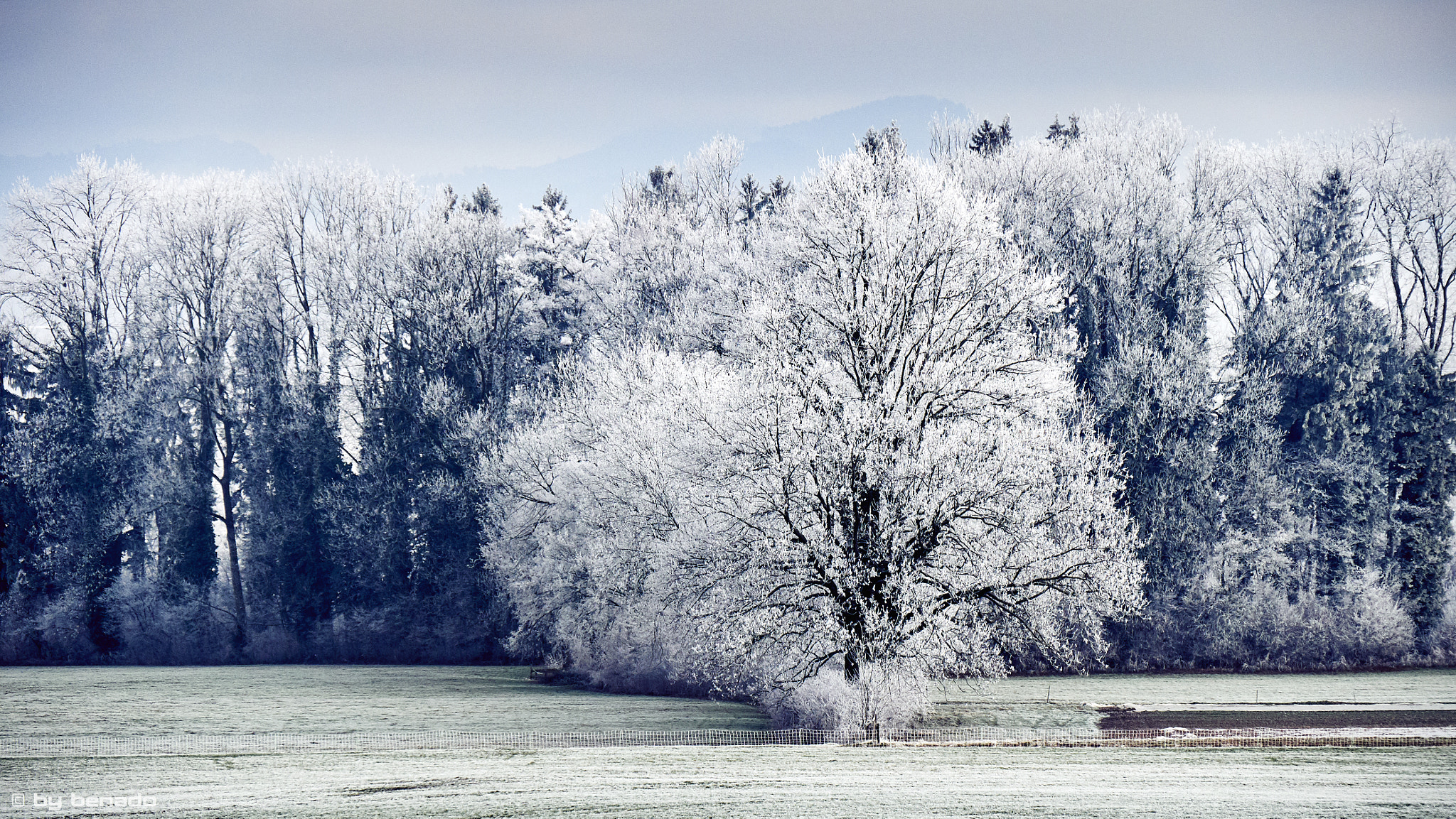Panasonic Lumix DMC-GX7 sample photo. Frost photography