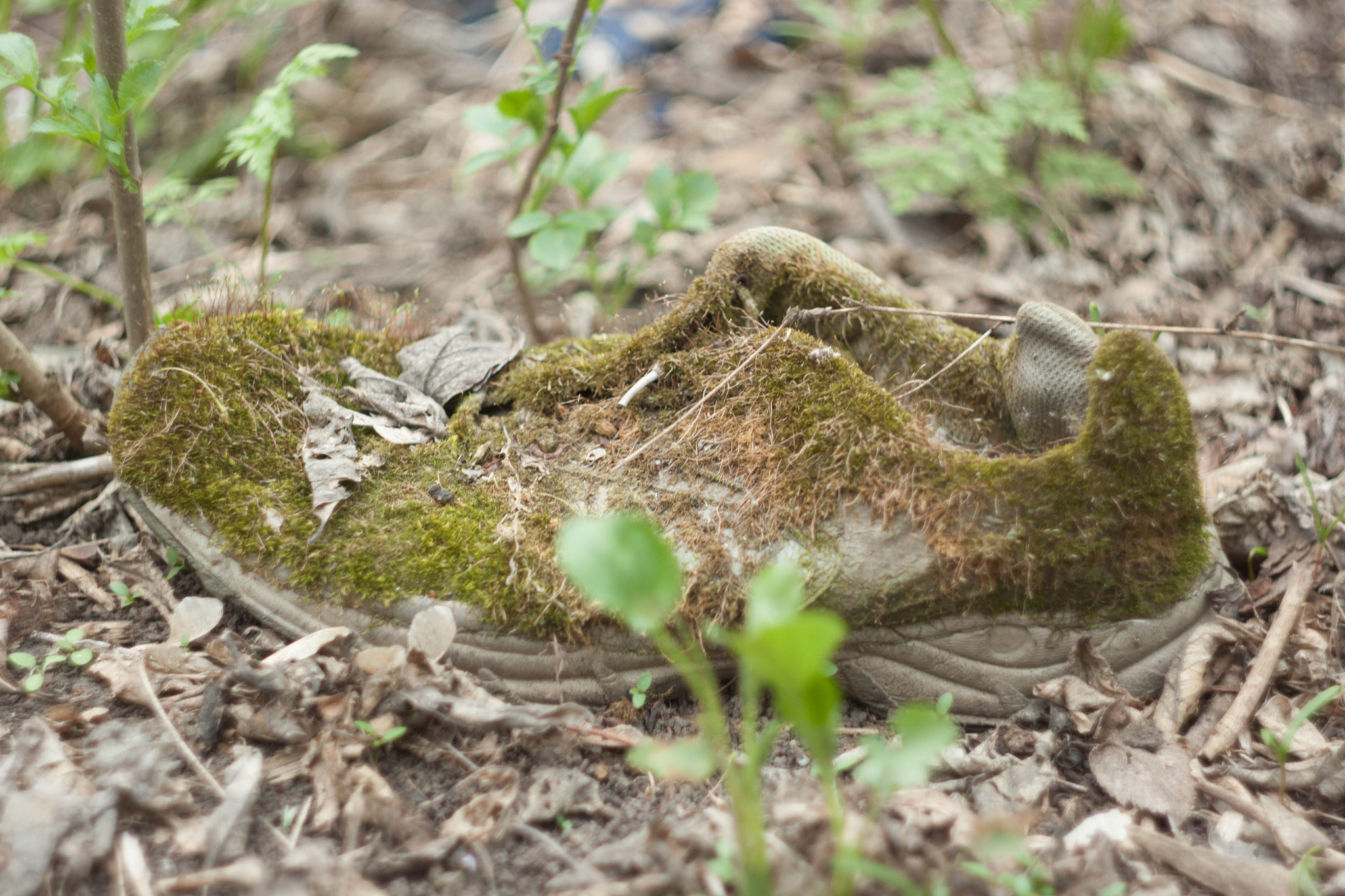 Canon EF 35-80mm f/4-5.6 sample photo. Img photography