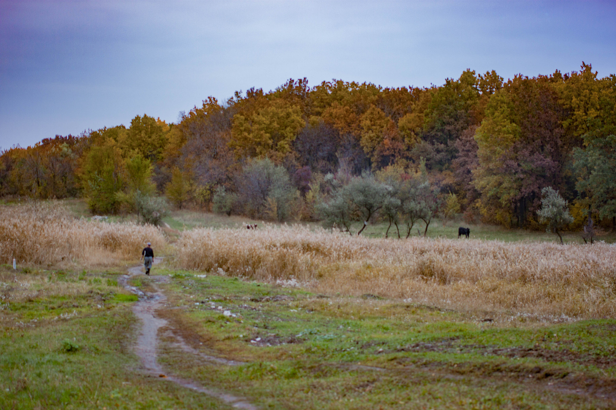 Canon EOS 500D (EOS Rebel T1i / EOS Kiss X3) + Canon EF 40mm F2.8 STM sample photo. Harvest season photography