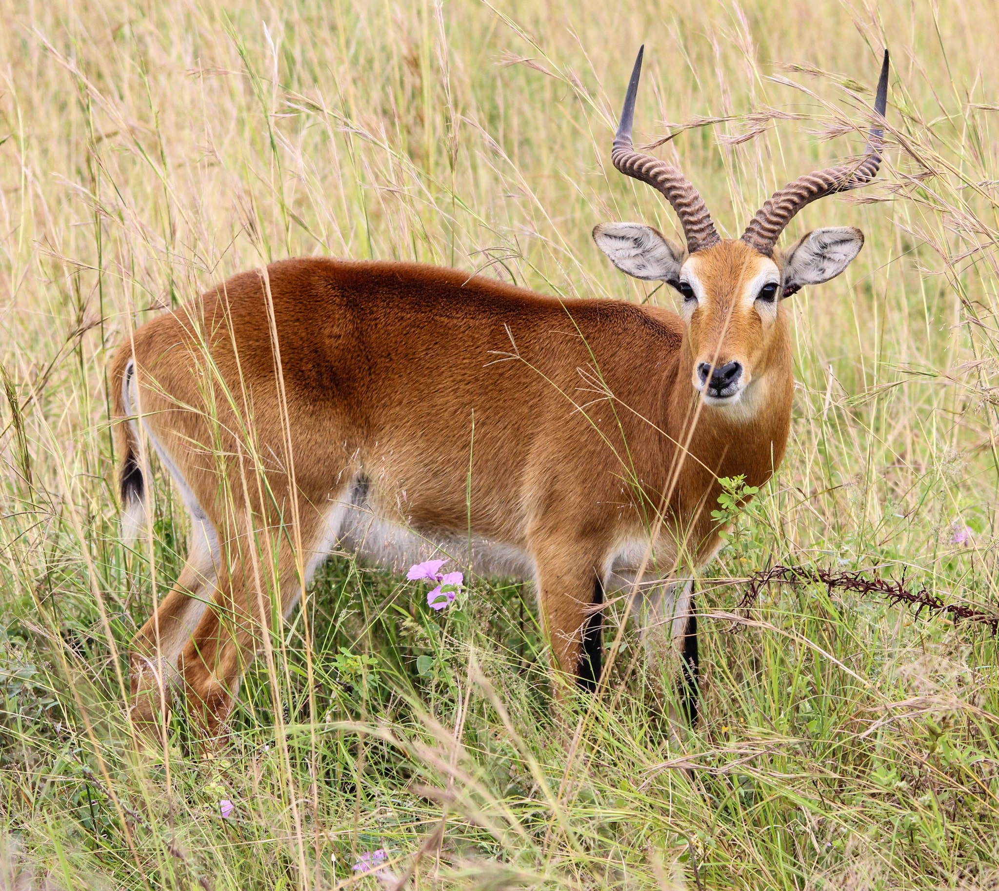 Sigma 150-500mm F5-6.3 DG OS HSM sample photo. Stunning colours photography