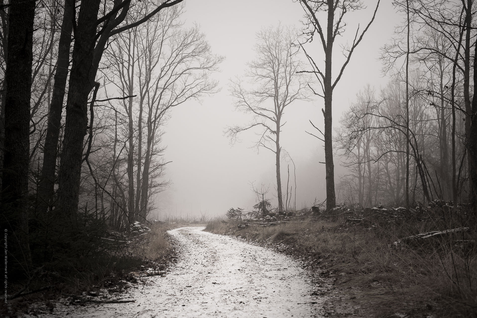 Nikon D800E + Sigma 50mm F1.4 DG HSM Art sample photo. Winter mood photography