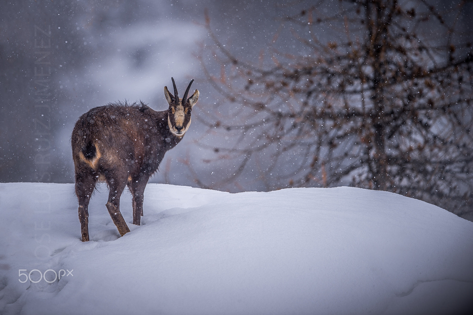 Nikon AF-S Nikkor 600mm F4E FL ED VR sample photo. Chamois photography