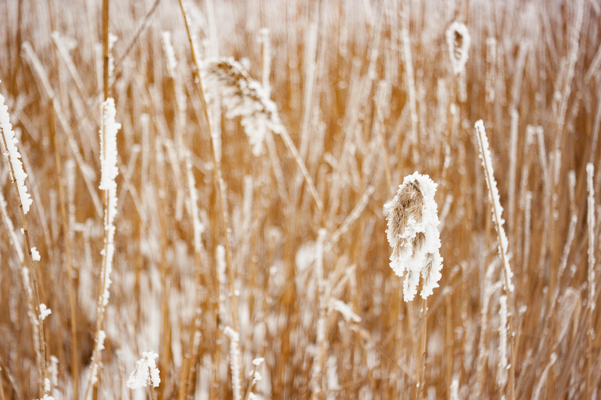 Canon EF 35-80mm f/4-5.6 sample photo. Winter reeds photography