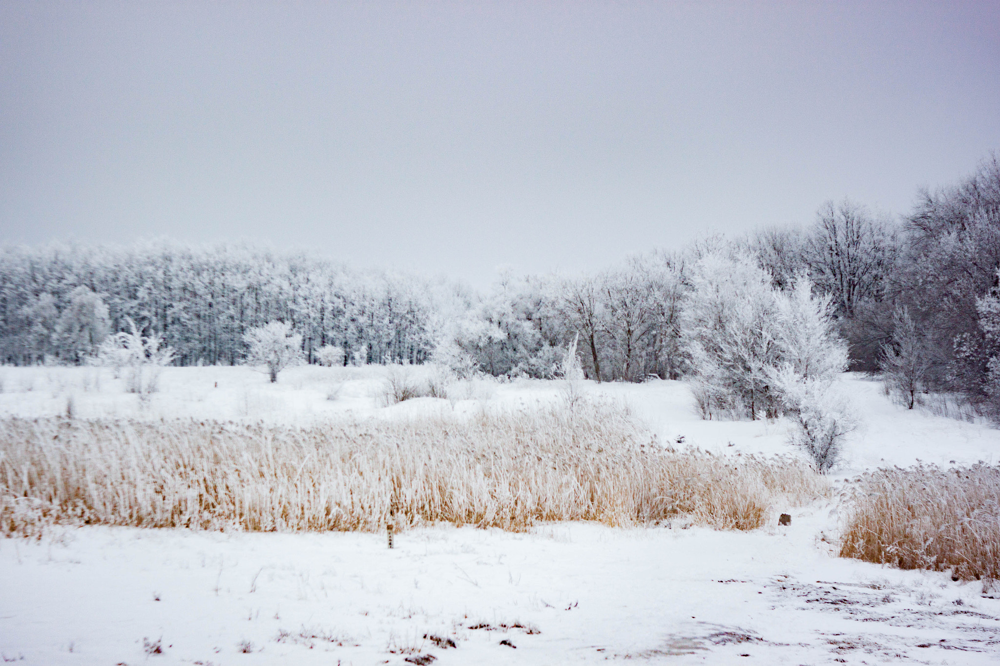 Canon EF 35-80mm f/4-5.6 sample photo. Winter reeds photography
