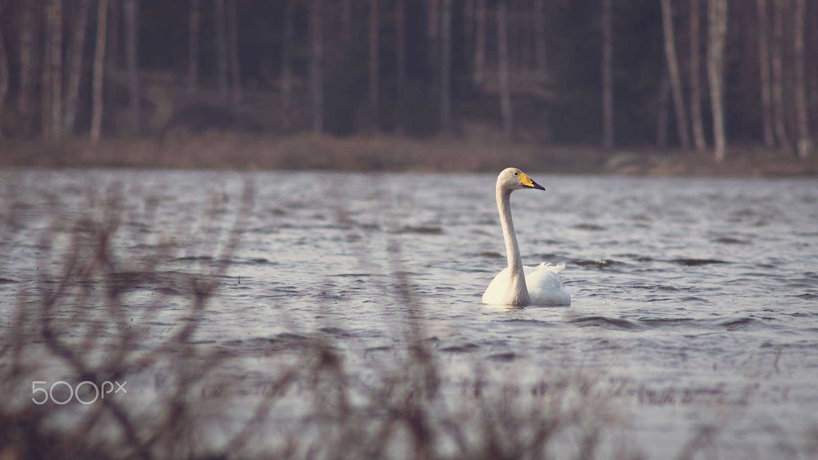 Olympus OM-D E-M5 II sample photo. Lonely swan photography