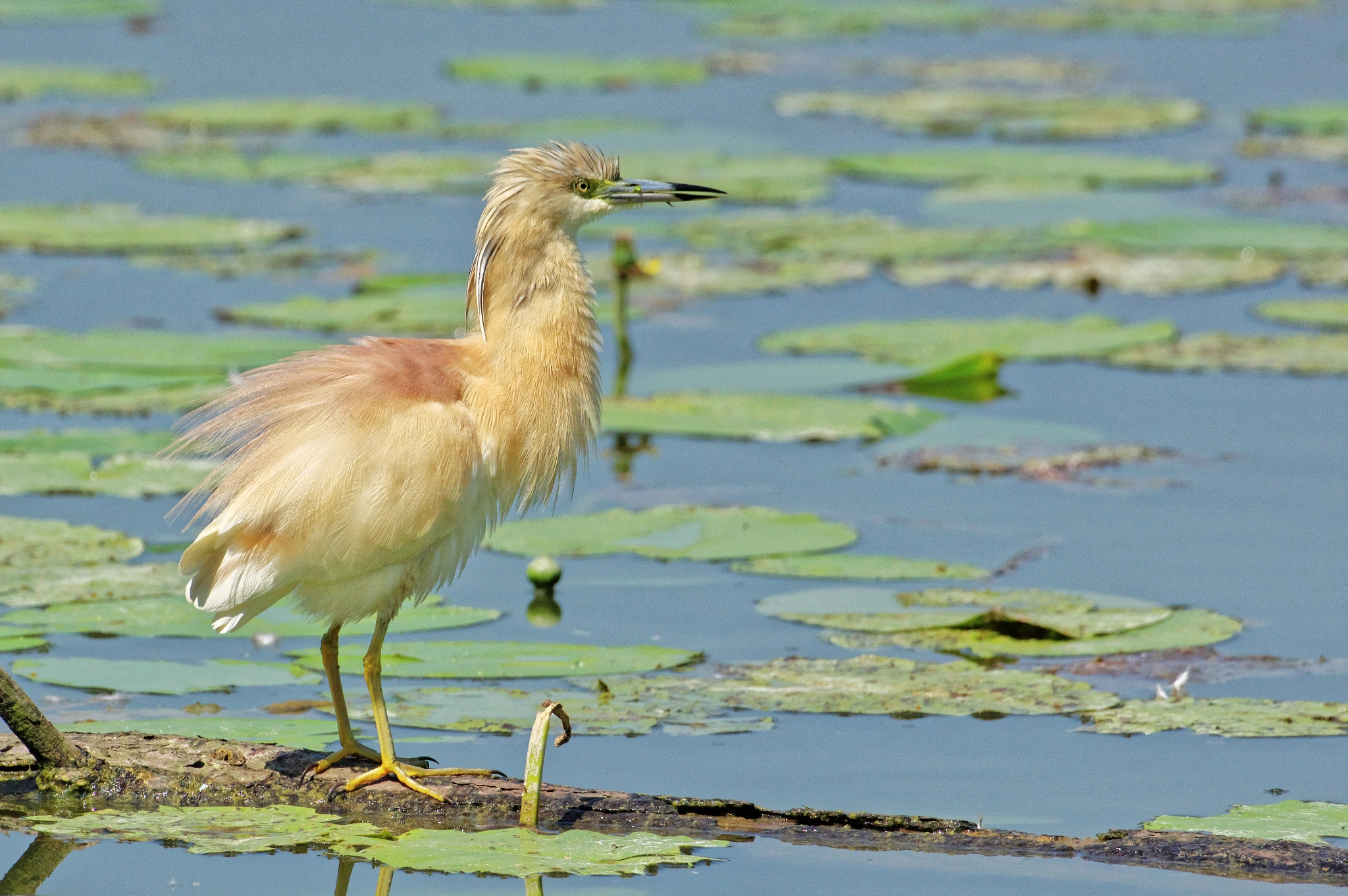 Pentax K-3 sample photo. Squacco heron - sgarza ciuffetto photography