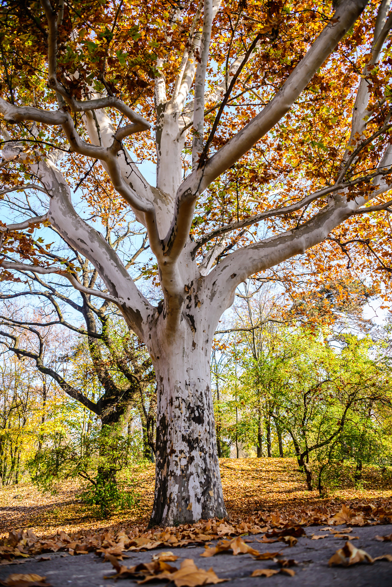 AF Zoom-Nikkor 28-85mm f/3.5-4.5 sample photo. White tree photography