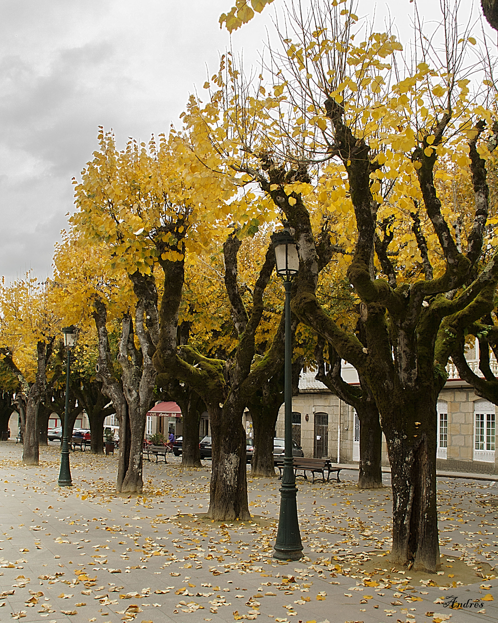 Canon EOS 1000D (EOS Digital Rebel XS / EOS Kiss F) sample photo. Gold in the trees photography