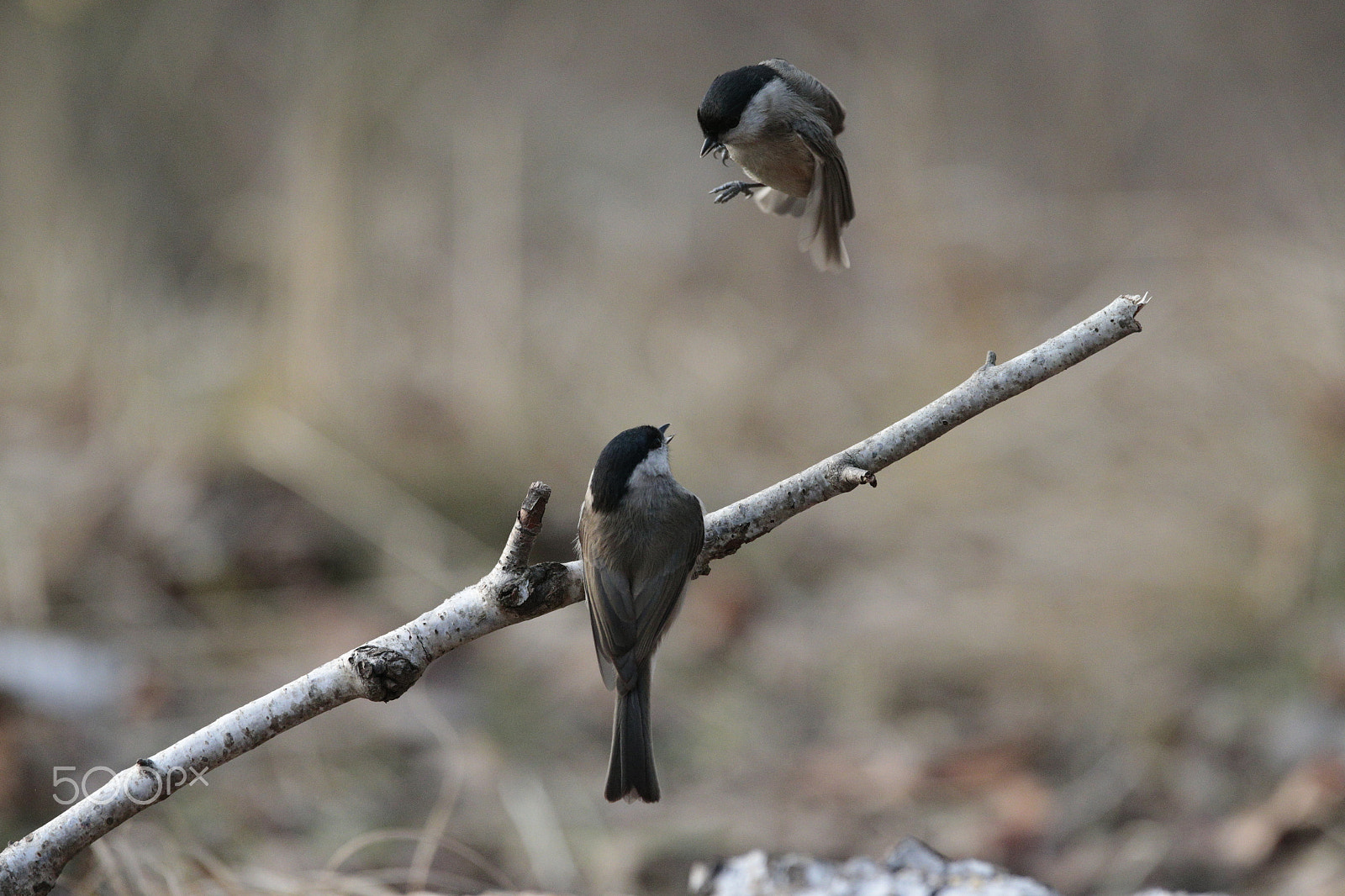 Canon EF 300mm F2.8L IS USM sample photo. Under attack 3 photography