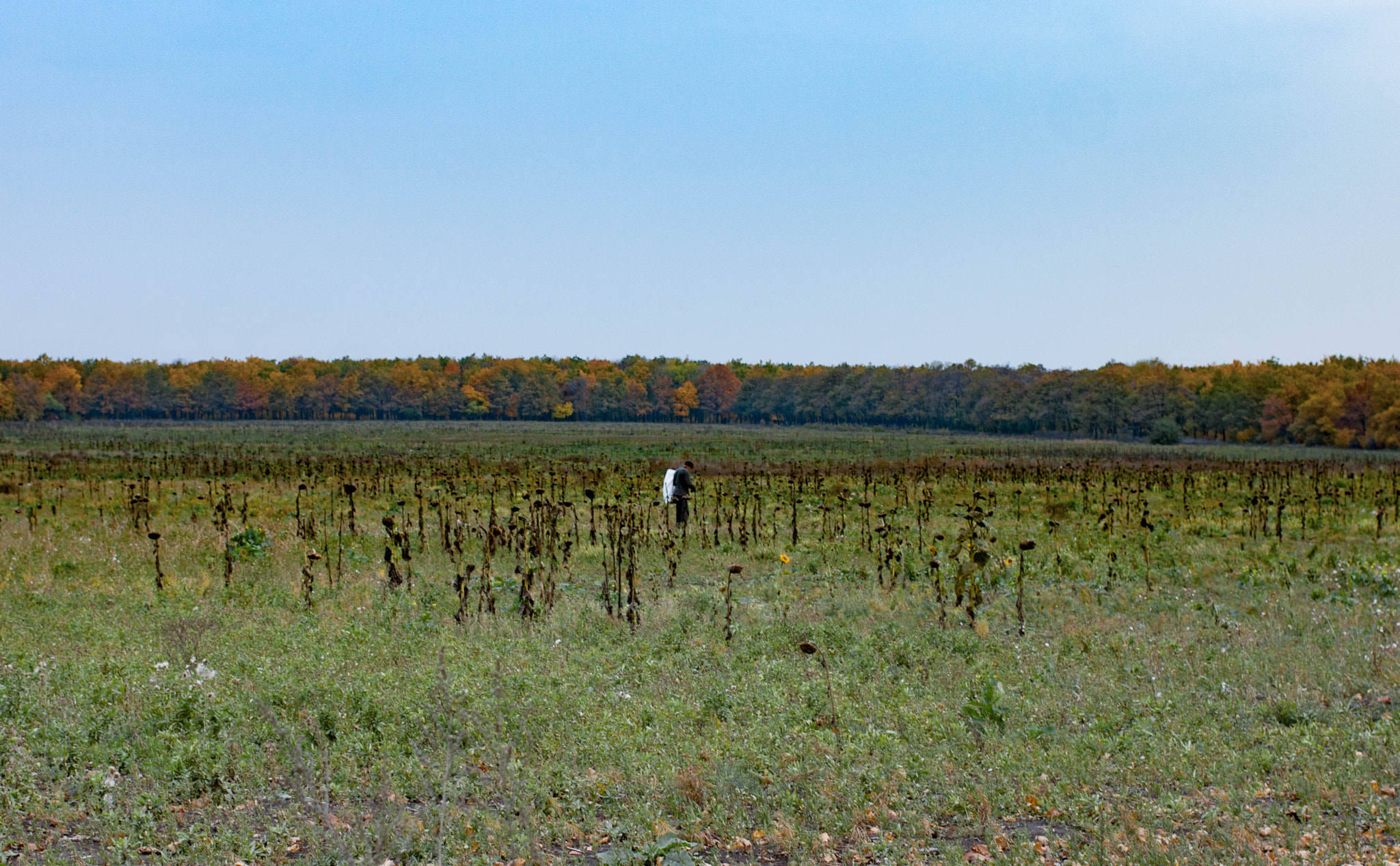 Canon EOS 500D (EOS Rebel T1i / EOS Kiss X3) + Canon EF 40mm F2.8 STM sample photo. Harvest season photography